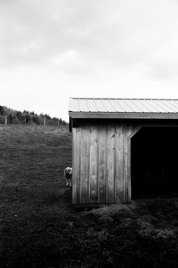 Sheep