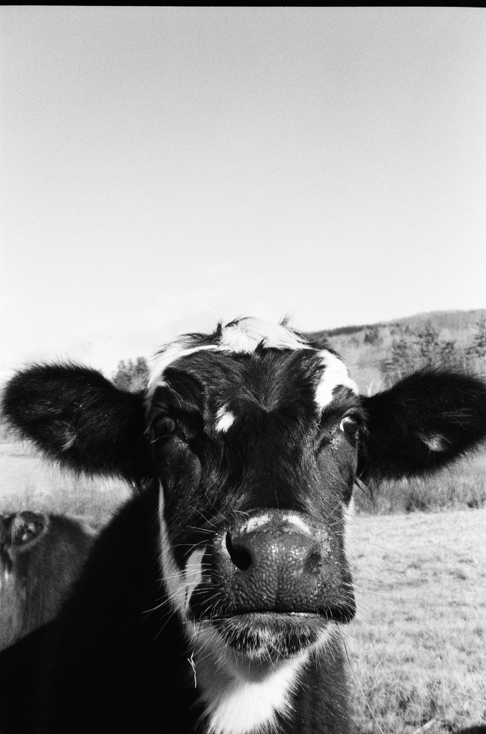MOO