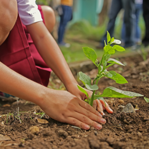 Persona plantando un pequeño árbol en el suelo.