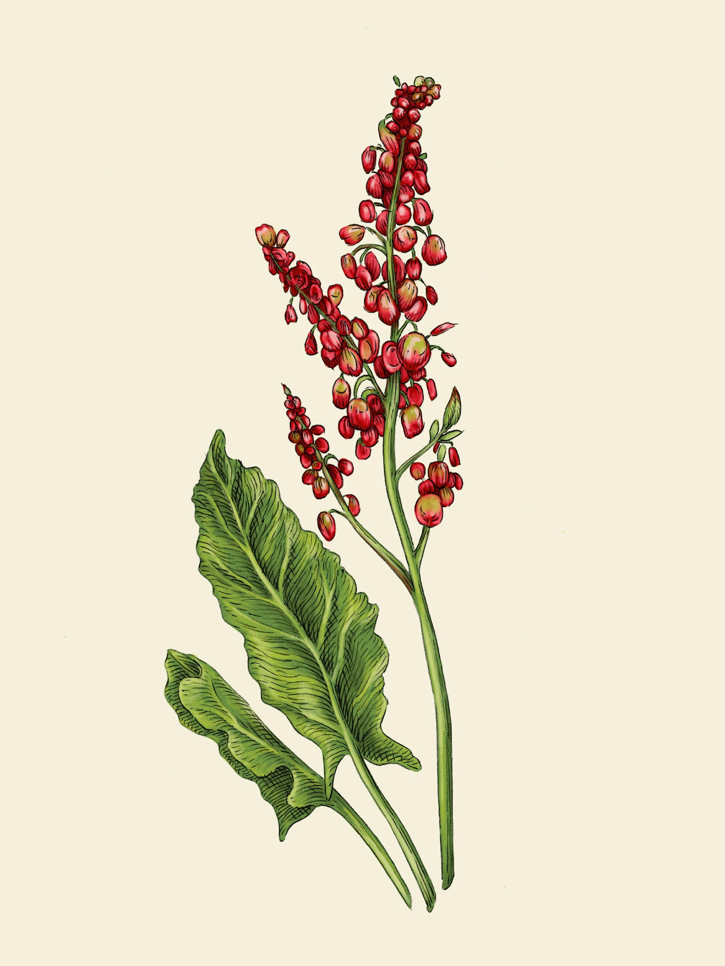 KC_05_red-sorrel-FULL.jpg
