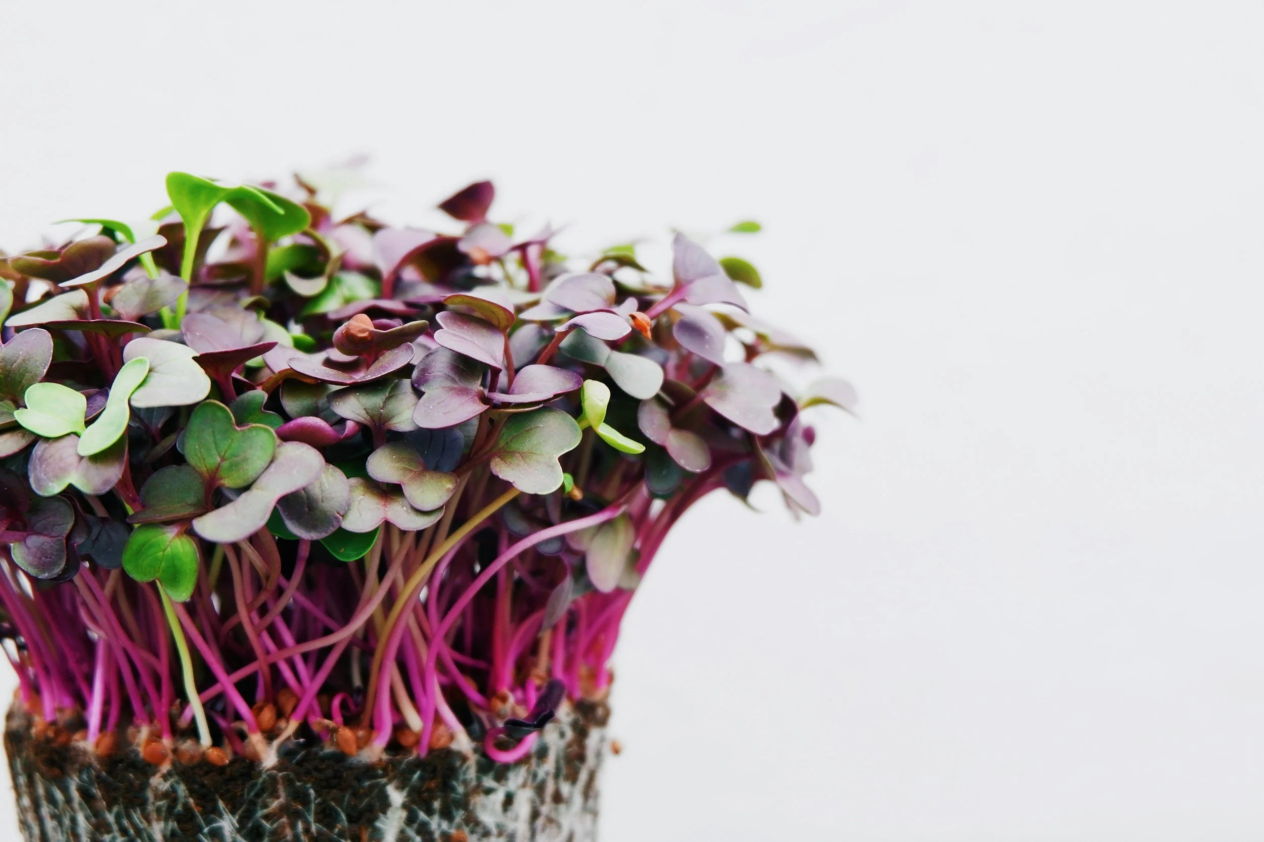 Close-up of vibrant microgreens with purple stems and green leaves on a white background.