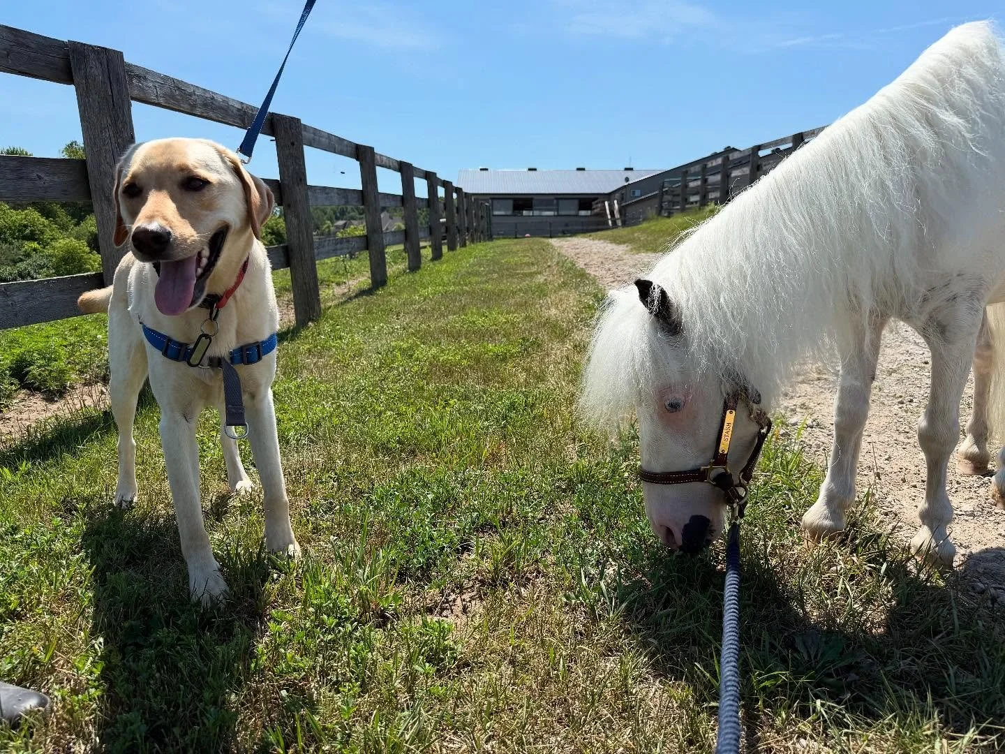 Guess who came for a special play date? My friend Radar 🦮 @ohpradar and his amazing mom Wendy!  We had the best time trotting around the paddock and taking a sunny walk together at the farm. 
Radar is only 3 years old, but he’s already a hero