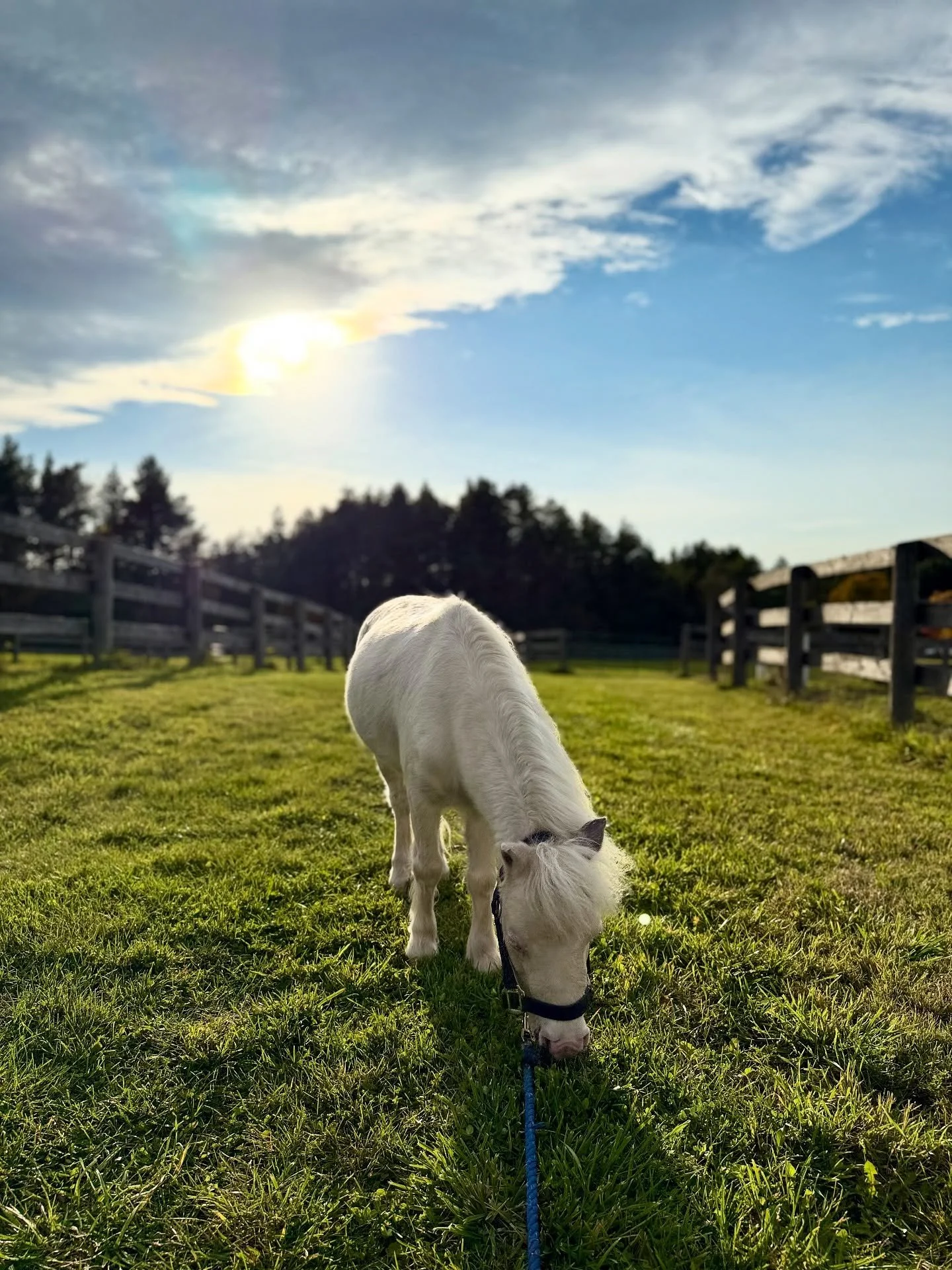 October has been beautiful sunshine and sweet grass. Wishing you a Happy Fri-yay!

🩵Stash 

#animalassistedtherapy #therapyhorse #blueeyedhorse #kindnessmatters  #stash #miniaturehorse #positivequotes #cuteanimals #hugahorse #cuddles #torontotherapy