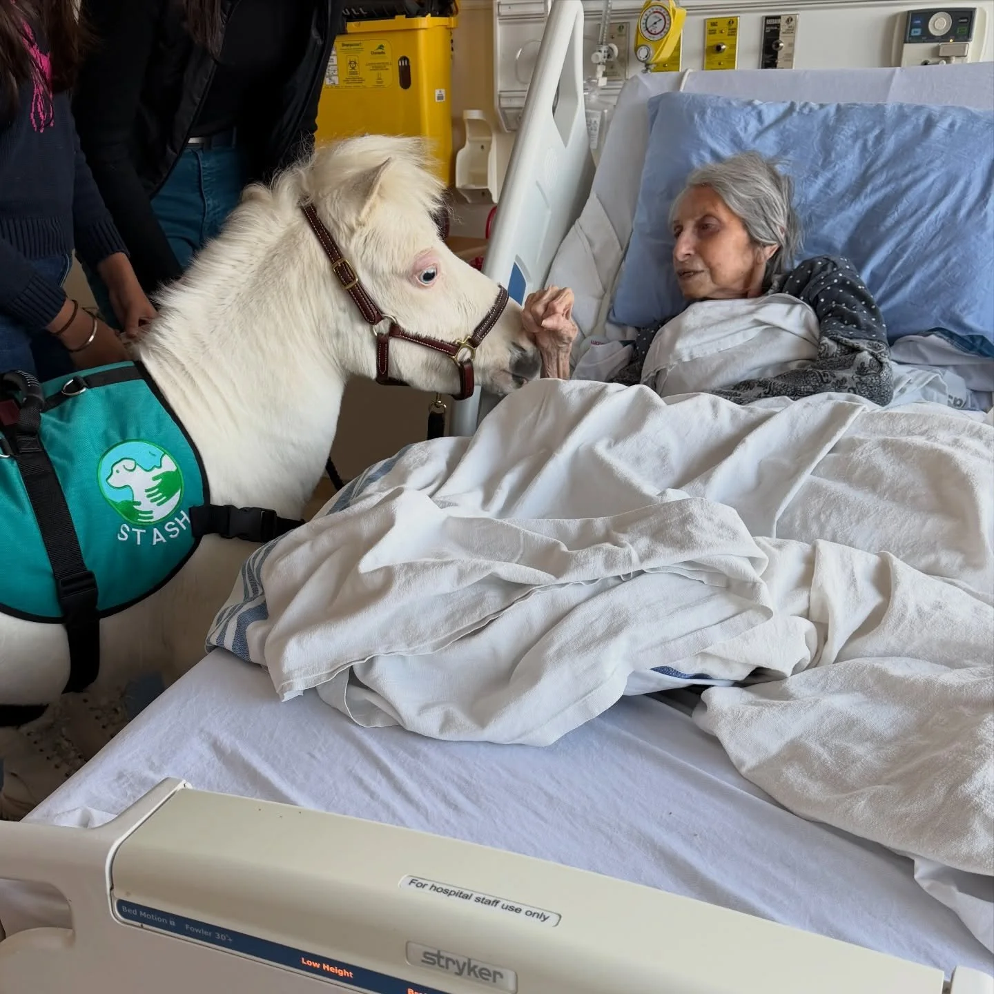 Well hello there&hellip; I heard someone ordered a bedside smile. 

My job?

☑️ Inspect the bed

☑️ Accept gentle hand pats

☑️ Listen very carefully (with my ears and my nose)

☑️ Stand extremely still like the professional I am (but investigate the