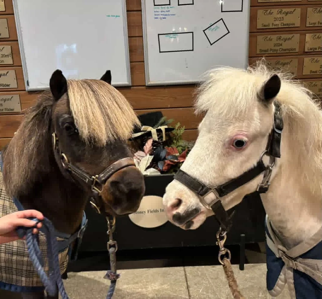 Show-pose activated. 

This is me and Mr. Toes, doing what we do best: standing close and pretending we meant to pose like this. We live in a barn full of ribbon-winning sport horses who train hard and move fast, but friendship is our specialty.

We 