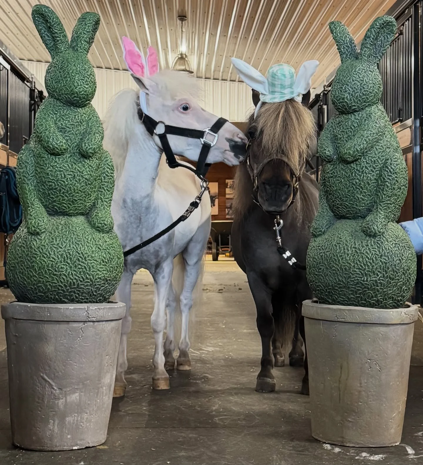 Today I tried something new. I became a rabbit...a very small horse pretending to be a rabbit. Ears and everything.

Toes joined me too. Two extremely convincing rabbits. If you did not look closely.

I like rabbits. They are quiet and gentle and alw