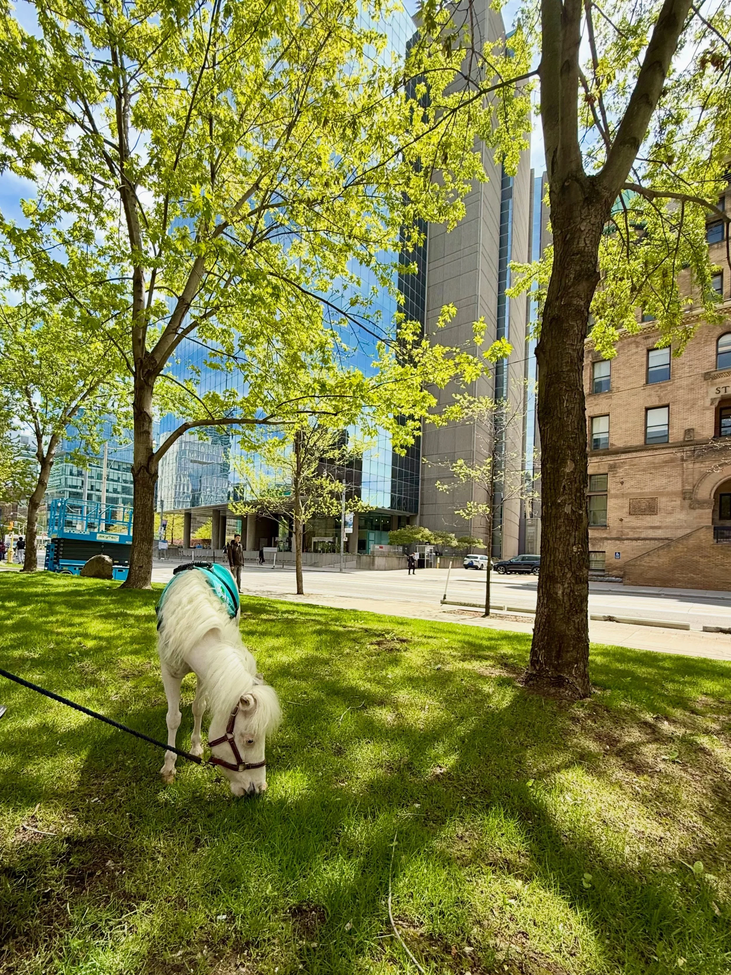 Campus tour? More like grass inspection. 🌱

I stopped by the University of Toronto today and gave the lawn a very thorough review. Beautiful trees, big buildings, excellent snacks.

10/10 would munch here again.

#StashTheMiniHorse #UniversityOfToro