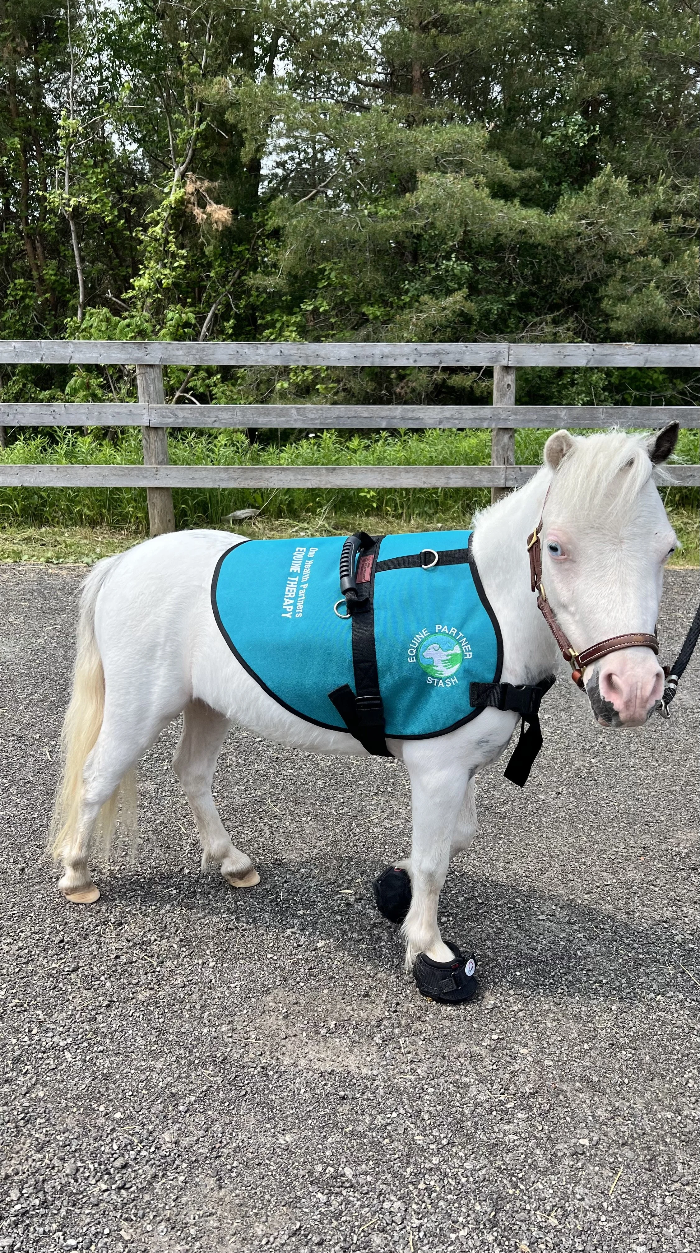 A small white pony wearing a blue blanket with a logo that says 'Equine Partner Stash' and 'Equine Therapy' stands on a gravel path, with trees and a wooden fence behind it.