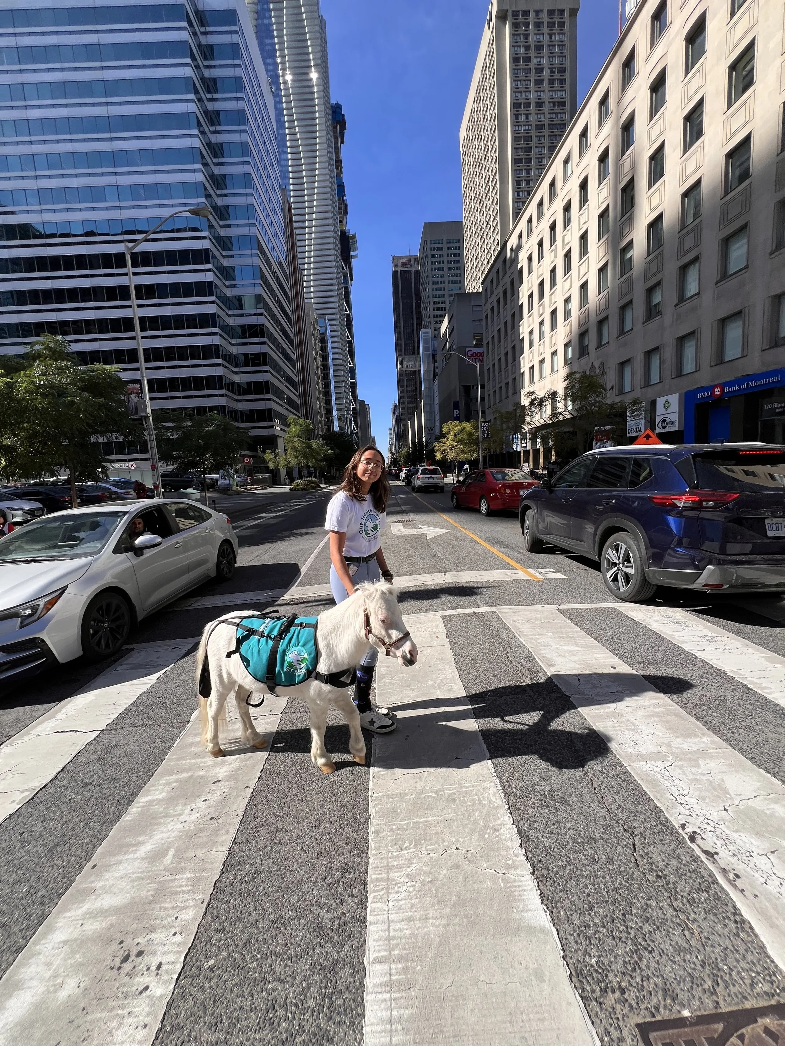 A woman standing on a crosswalk in an urban area with a small horse or pony wearing a saddle blanket beside her. Tall buildings line the street, and cars are parked along both sides of the road.