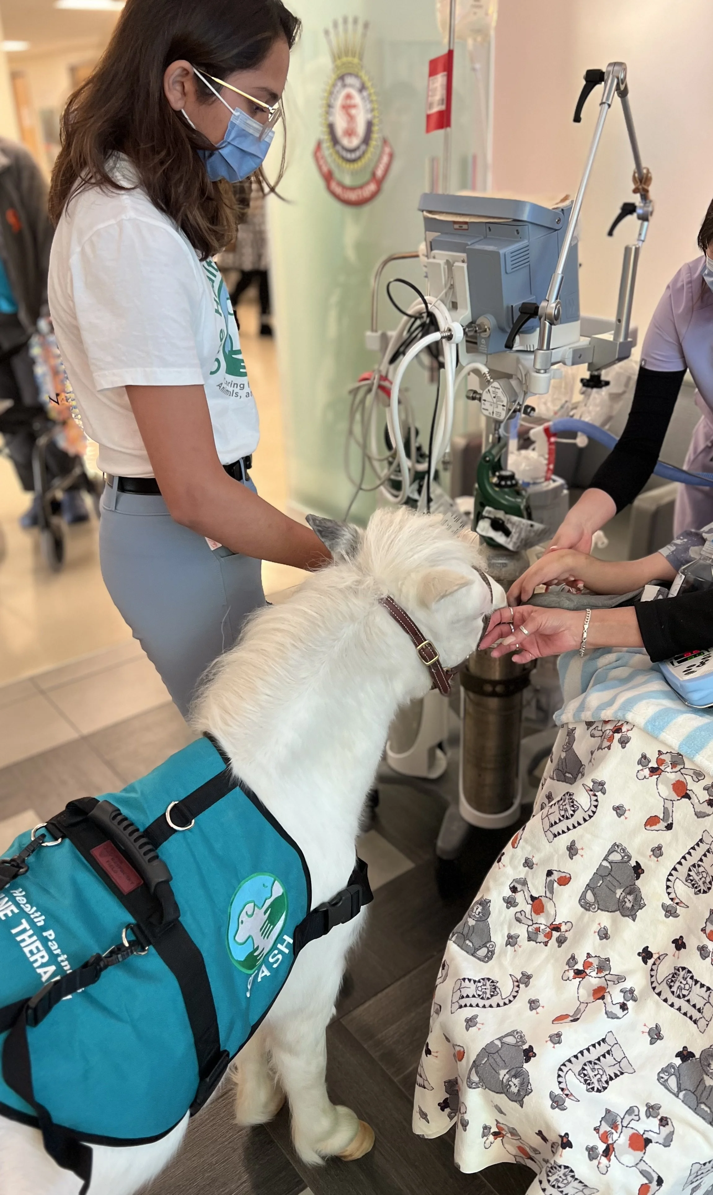 A white therapy dog administering medication to a dog patient in a veterinary clinic, surrounded by veterinary staff and medical equipment.