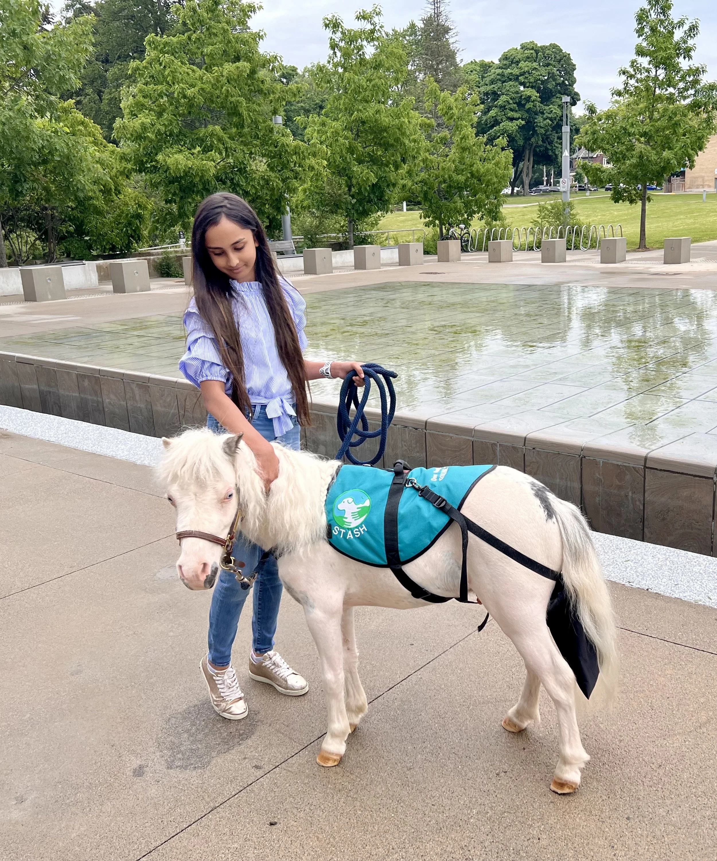A young girl in a blue striped shirt and jeans holding a lead rope, standing next to a small white pony with a blue harness and vest labeled 'STASH' in an outdoor park area.