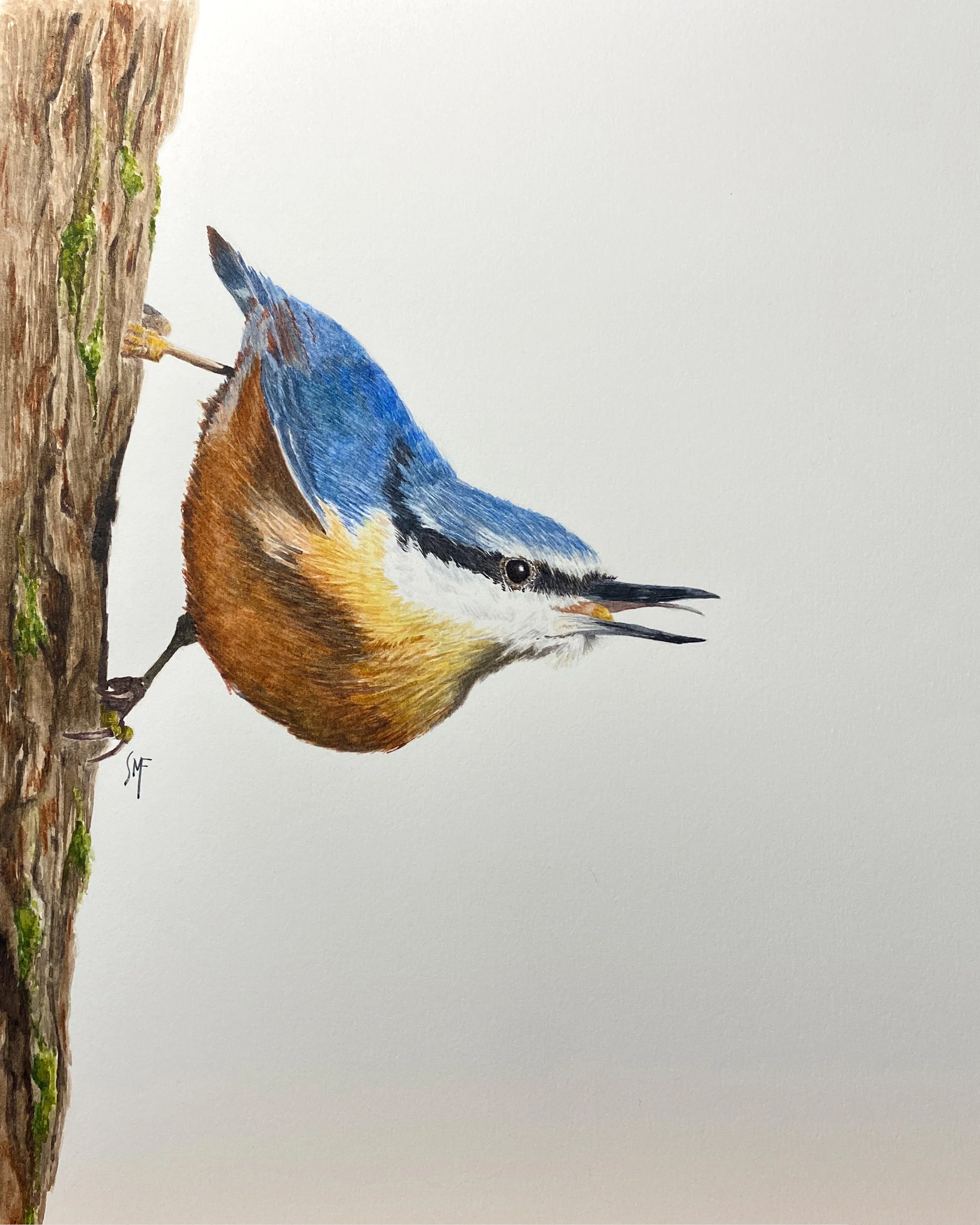 watercolor painting of a red-breasted nuthatch