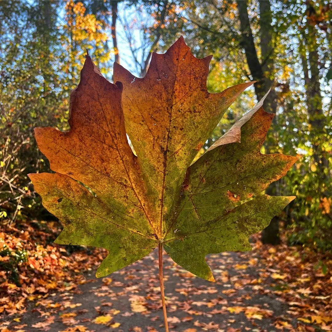 November 🍁
This is a growing season, 
of change, of turning, of shedding,
of letting things fall away, and fall apart,
and come undone, and be uncovered. 
And then, a space of surrender, and being… just being. 
And the reflections here are