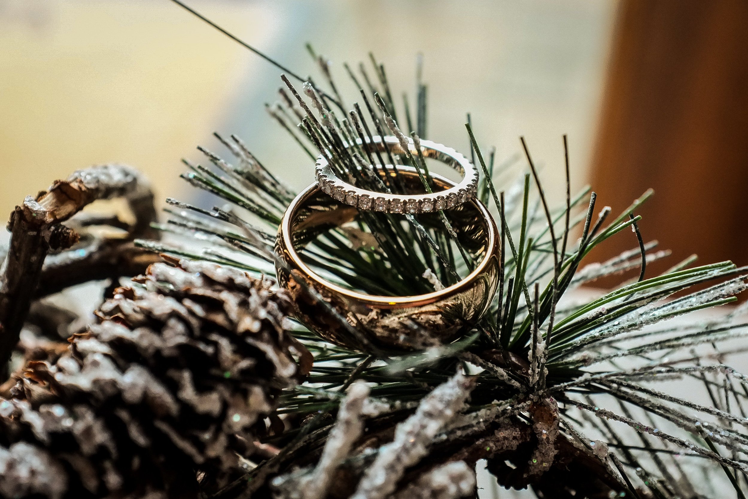 Gold wedding rings resting on a pine branch with frosted pinecones, decorated for winter.