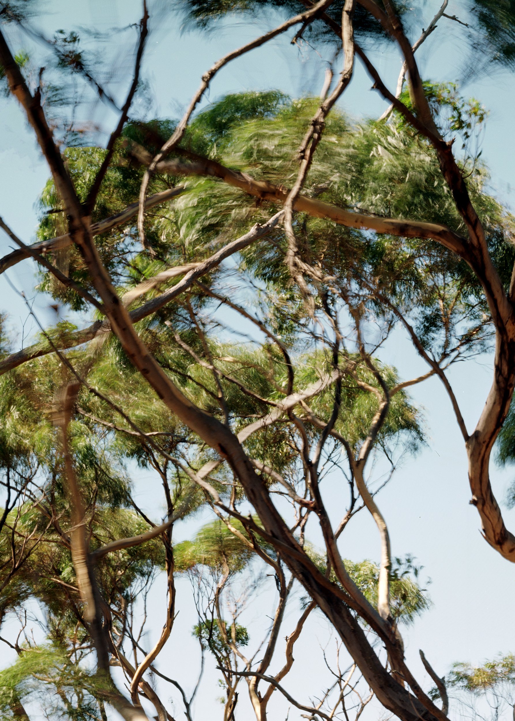 SH_5k_3_RESIZED_56x70_Detail.jpg