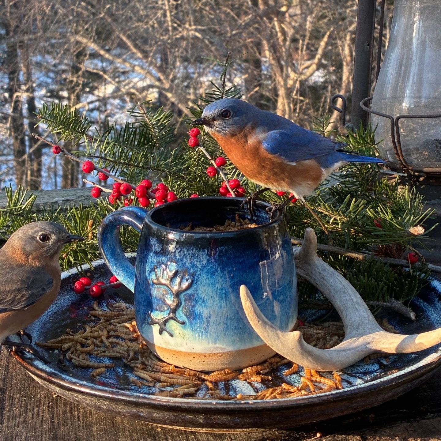 Thank you, dear @g0tmoxie 🥹 for sending us this beautiful picture of your mug, in company of your bluebirds! 💙 We&rsquo;re absolutely in love!! 🥰 You captured such a wonderful moment! Thank you so much 🤍🕊️

.
.
.
@jonnajintonsweden #bluebird💙 #