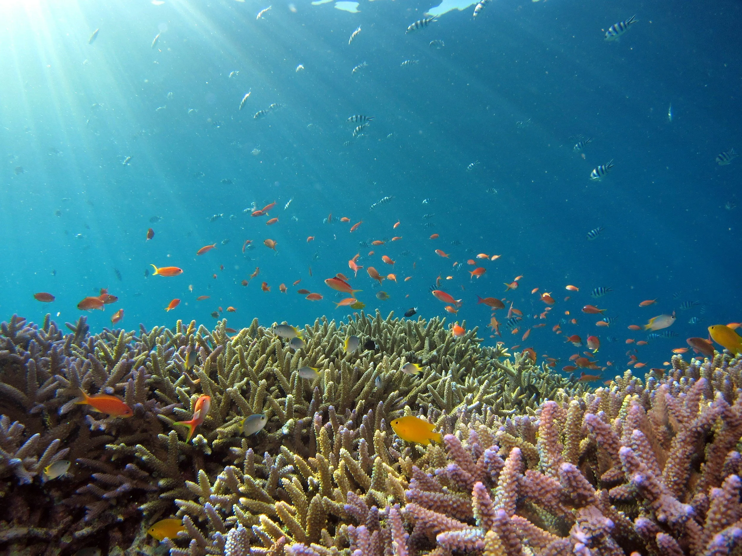 Celebrate World Oceans Day