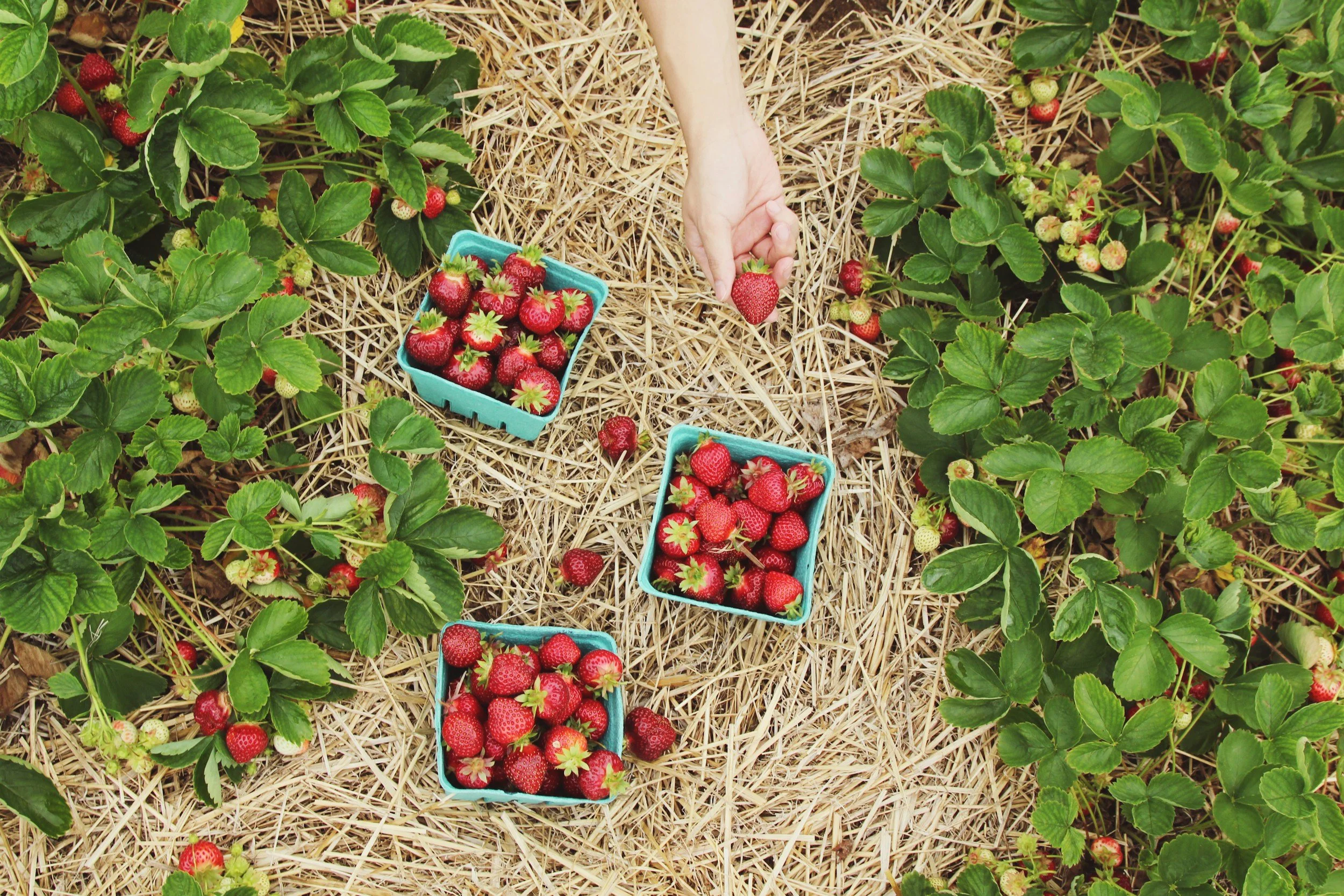 Community Connection - Mabry Farms