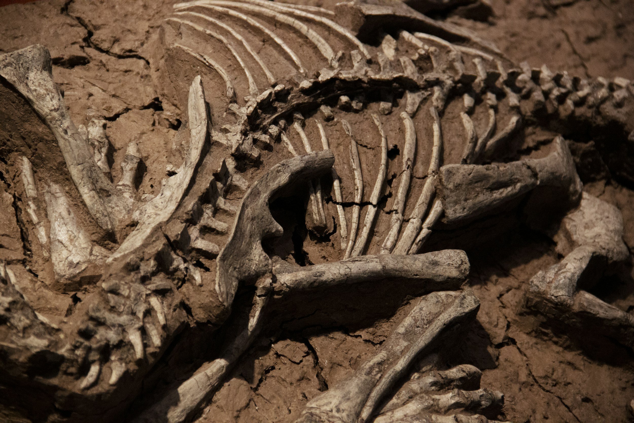 Fossil Dig