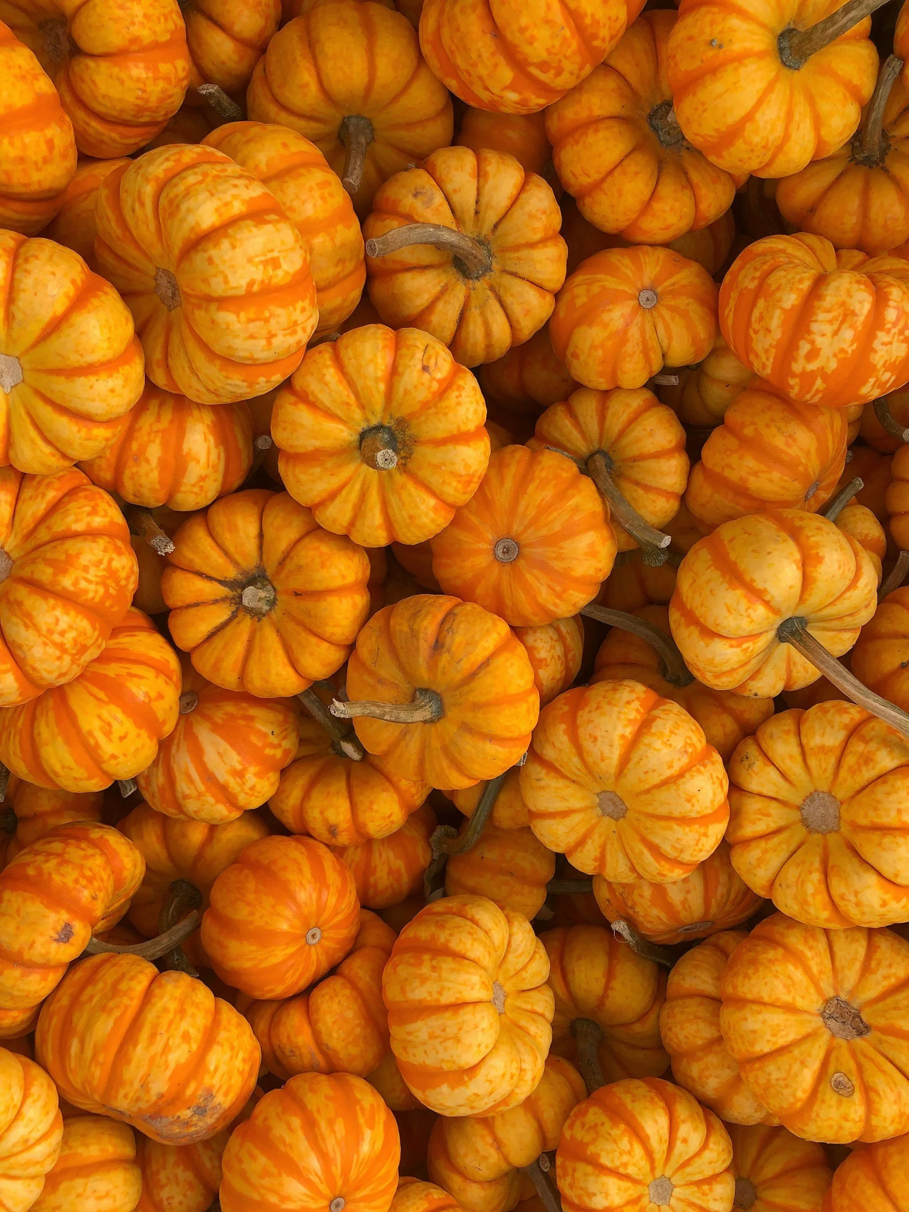 Mini Pumpkin Painting