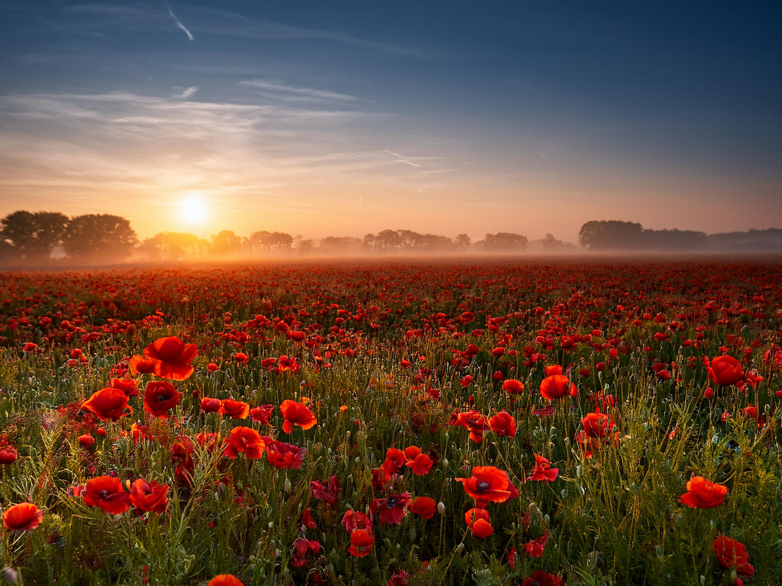 16 x 12 Field of Red Flowers 1 copy.png