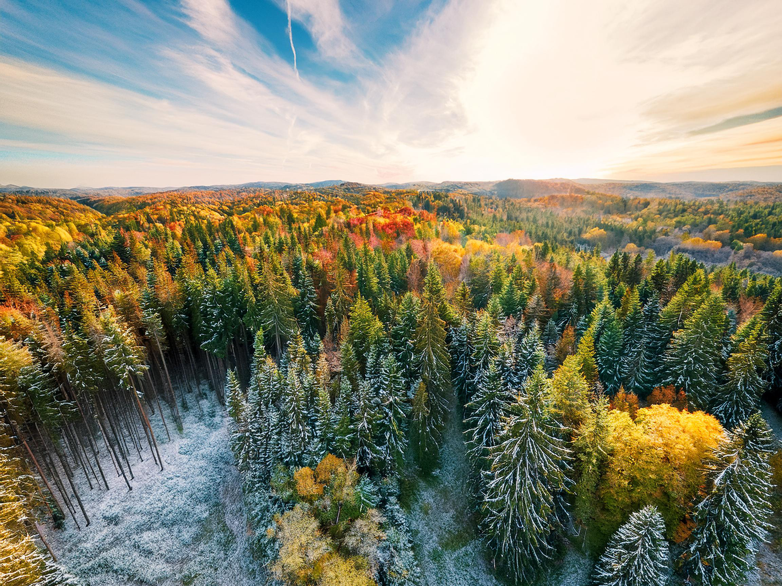 16 x 12 Aerial Forest 1 copy.png