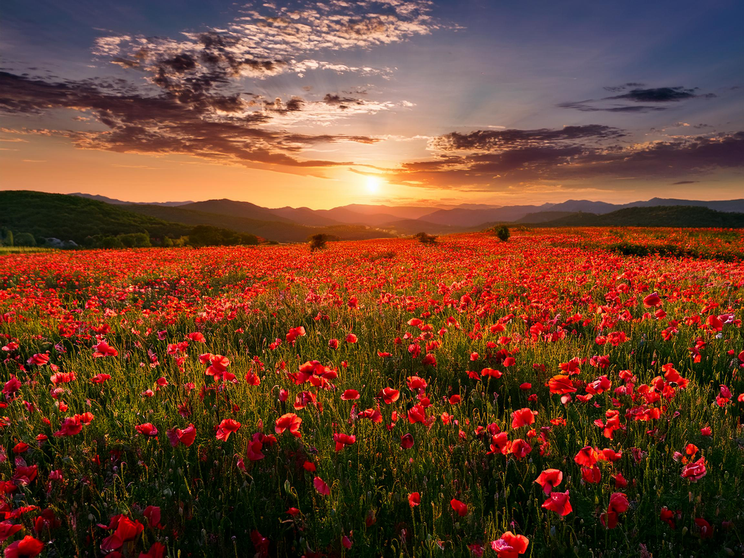 Serene Field of Red Poppies at Sunset - High-Resolution 16x12 Landscape Photography | 400 PPI