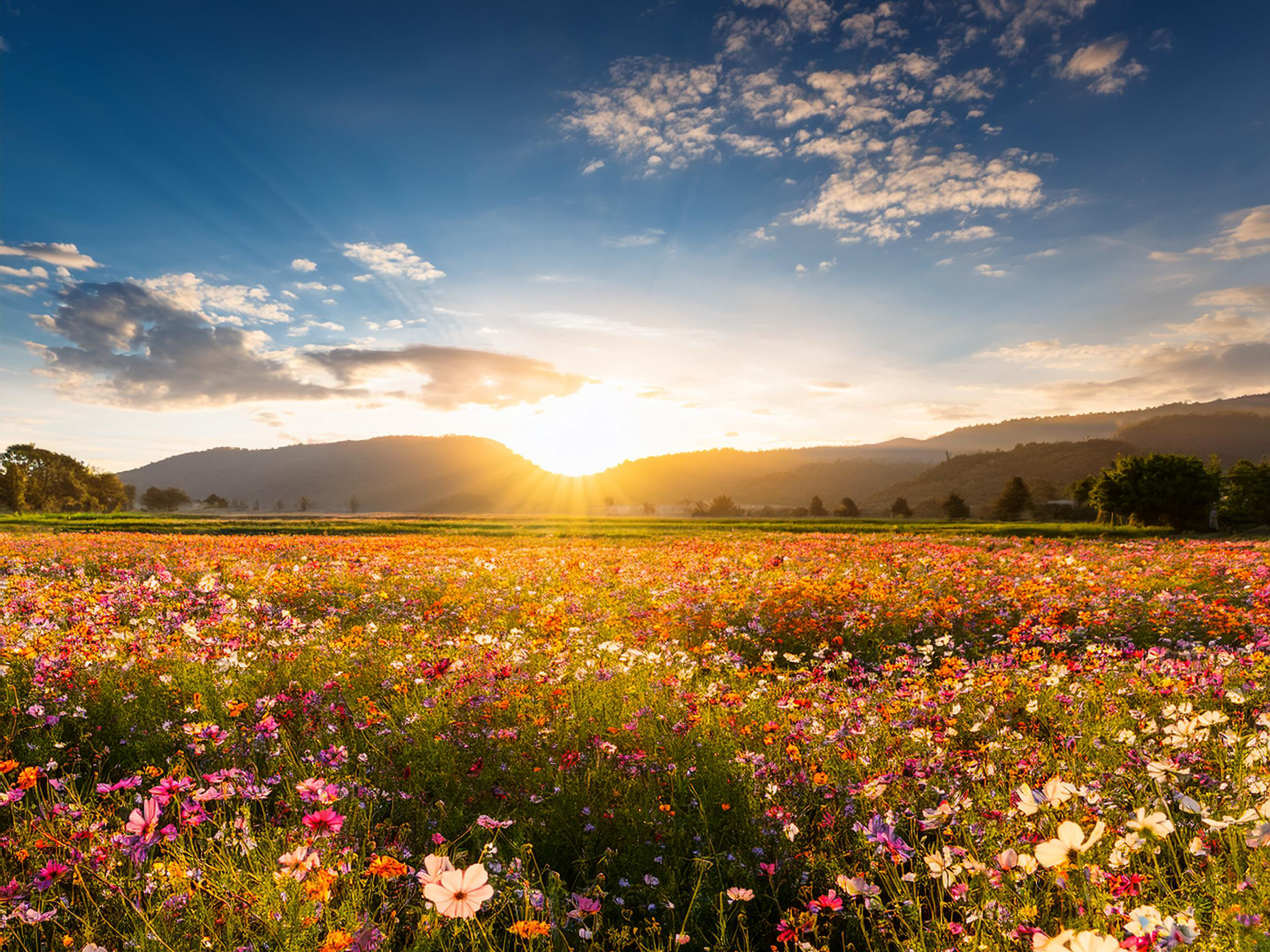 Serene Field of Wildflowers at Sunrise - High-Resolution 16x12 Landscape Photography | 400 PPI