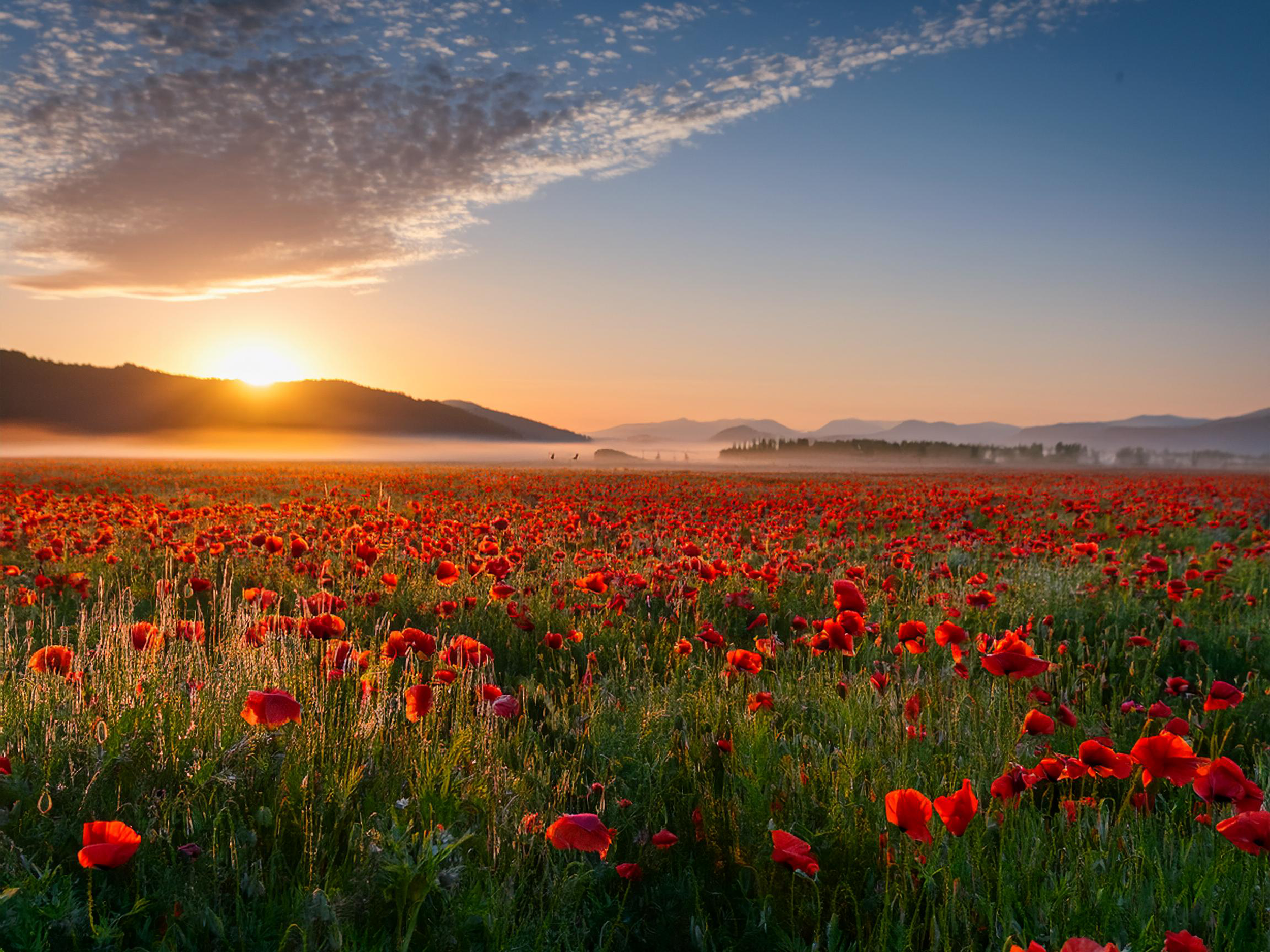 16 x 12 Field of Red Flowers 2 copy.png