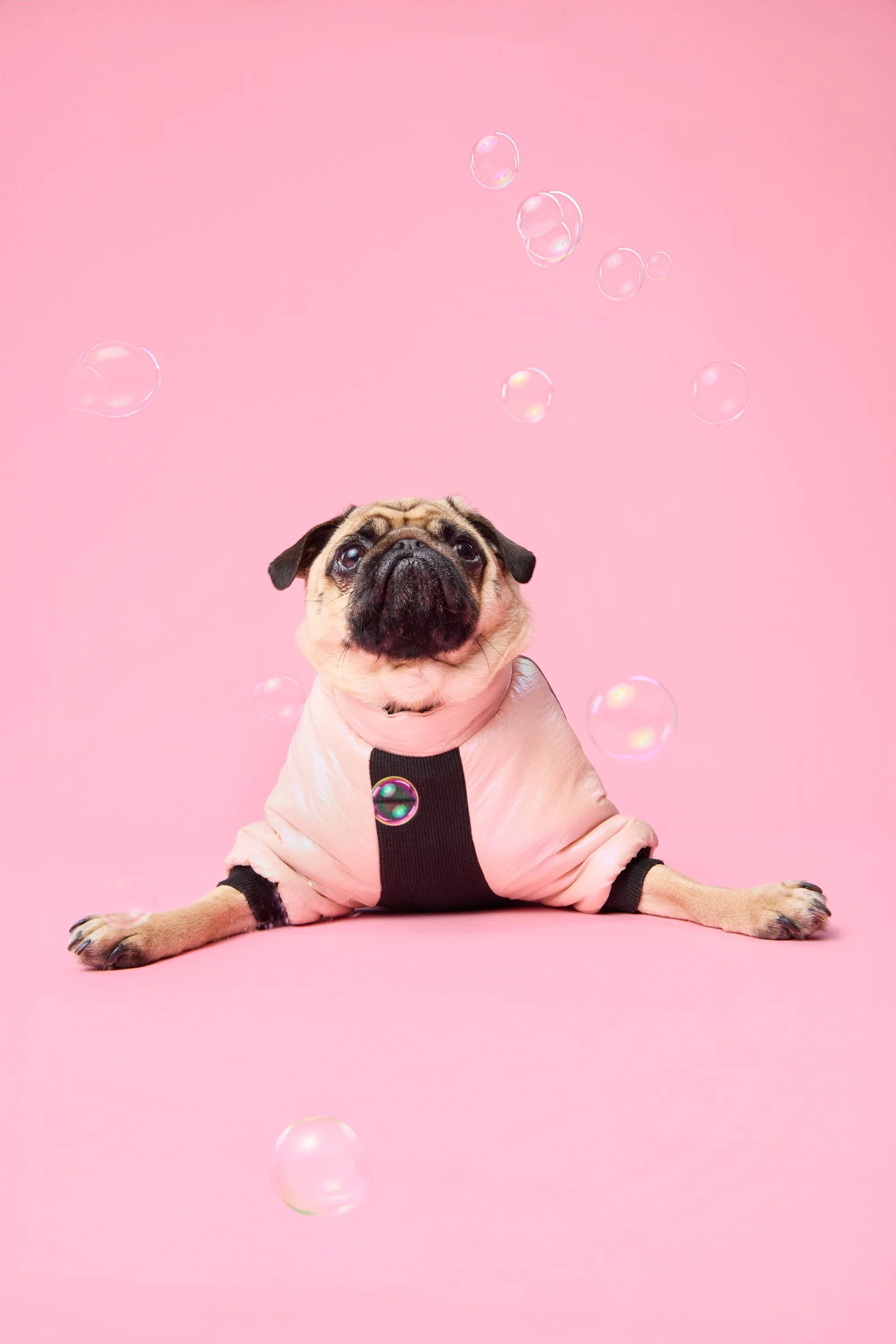 Professional pet portrait of a pug wearing a pink sweater against a pink studio backdrop in Markham.