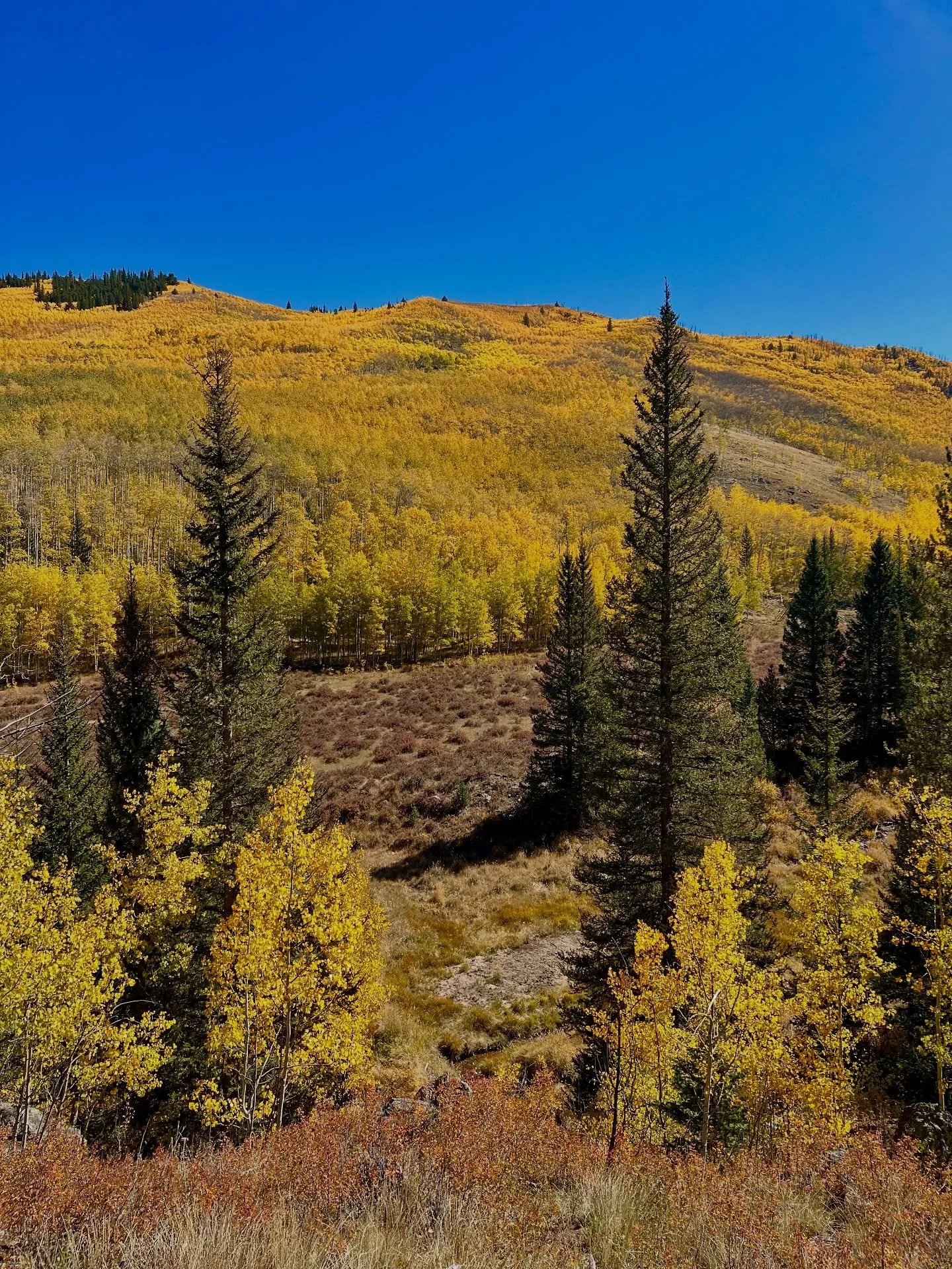 If you&rsquo;re sneaking in some leaf peepin today, stop by for some pasta after! We&rsquo;ll see you soon 🍂🍁✨

#EstersDenver #Colorado #CrestedButte #LeafPeepin #FallLeaves #Foliage #VisitColorado #VisitCrestedButte #ColoradoTourism #Fallorado #Le