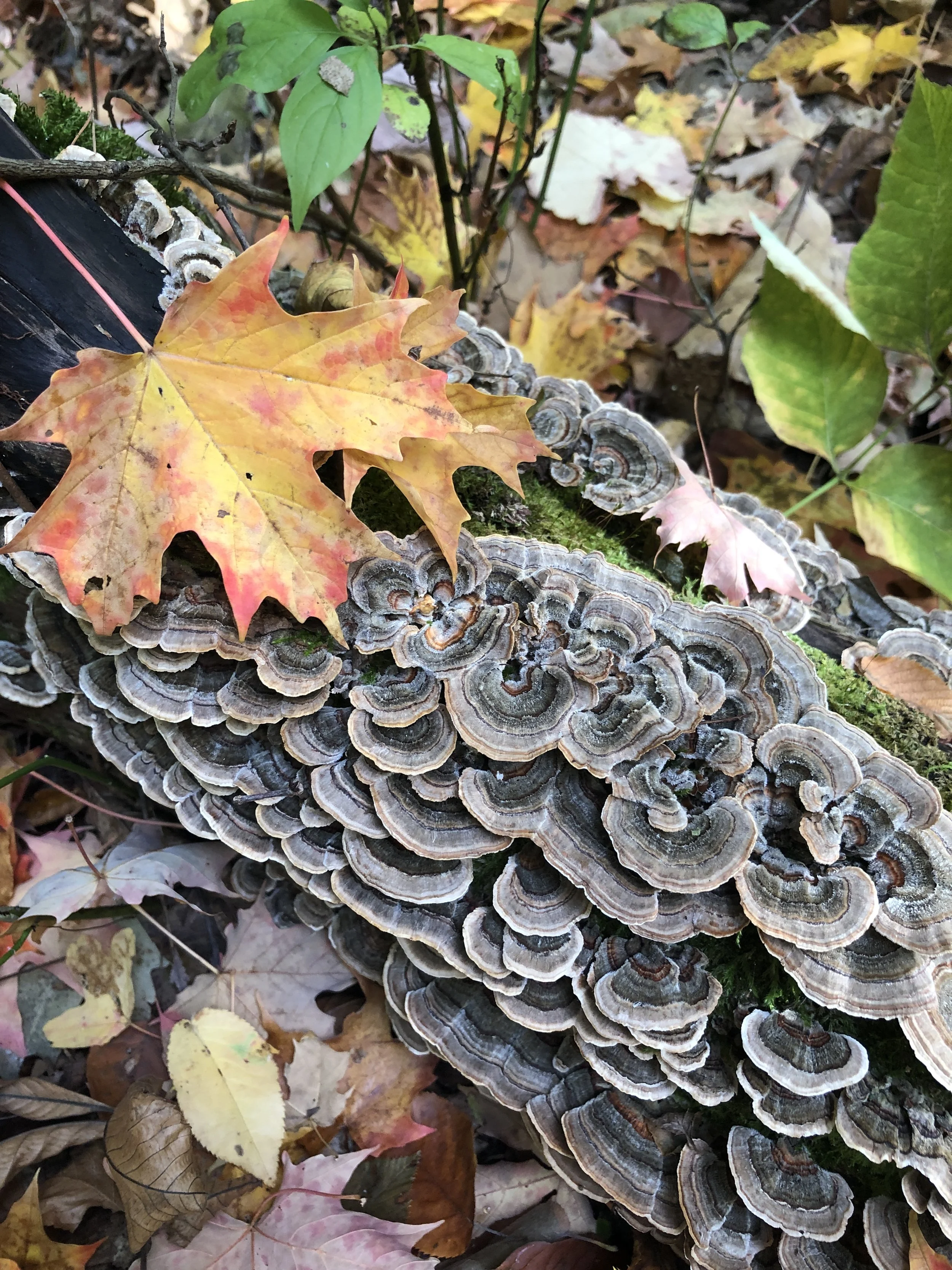 Turkey Tail.JPG