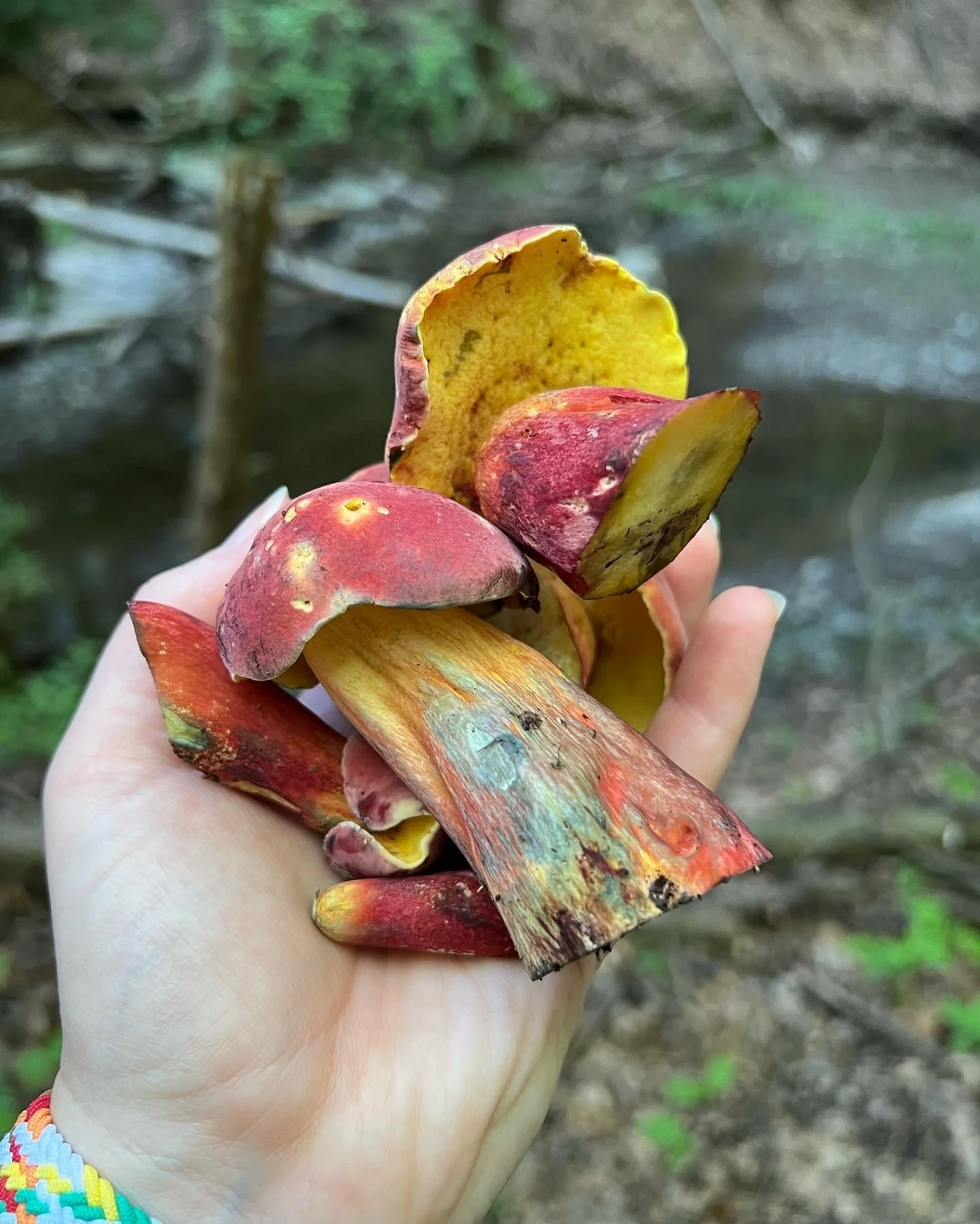 boletes.JPG