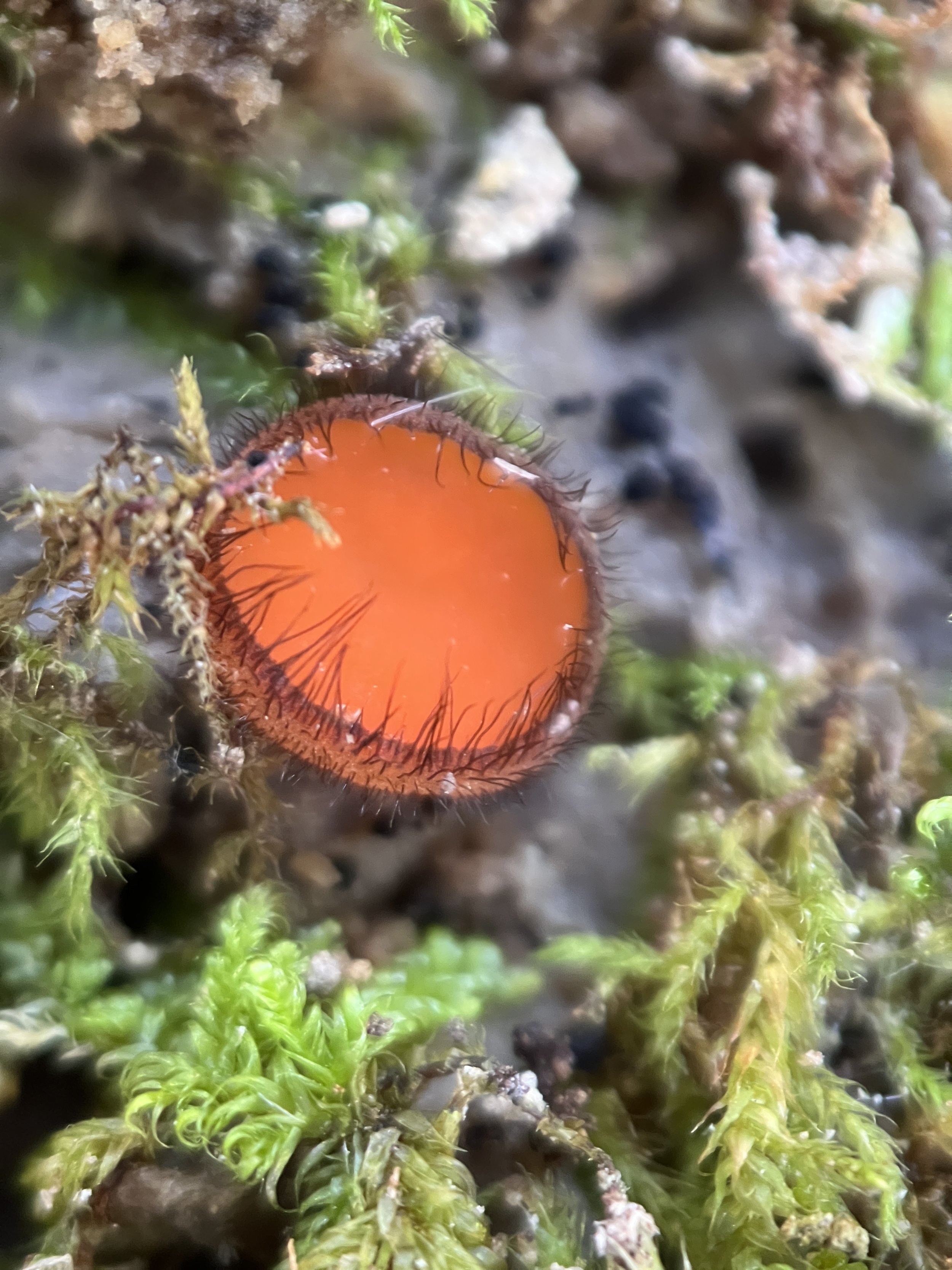 Eyelash Cup.jpg