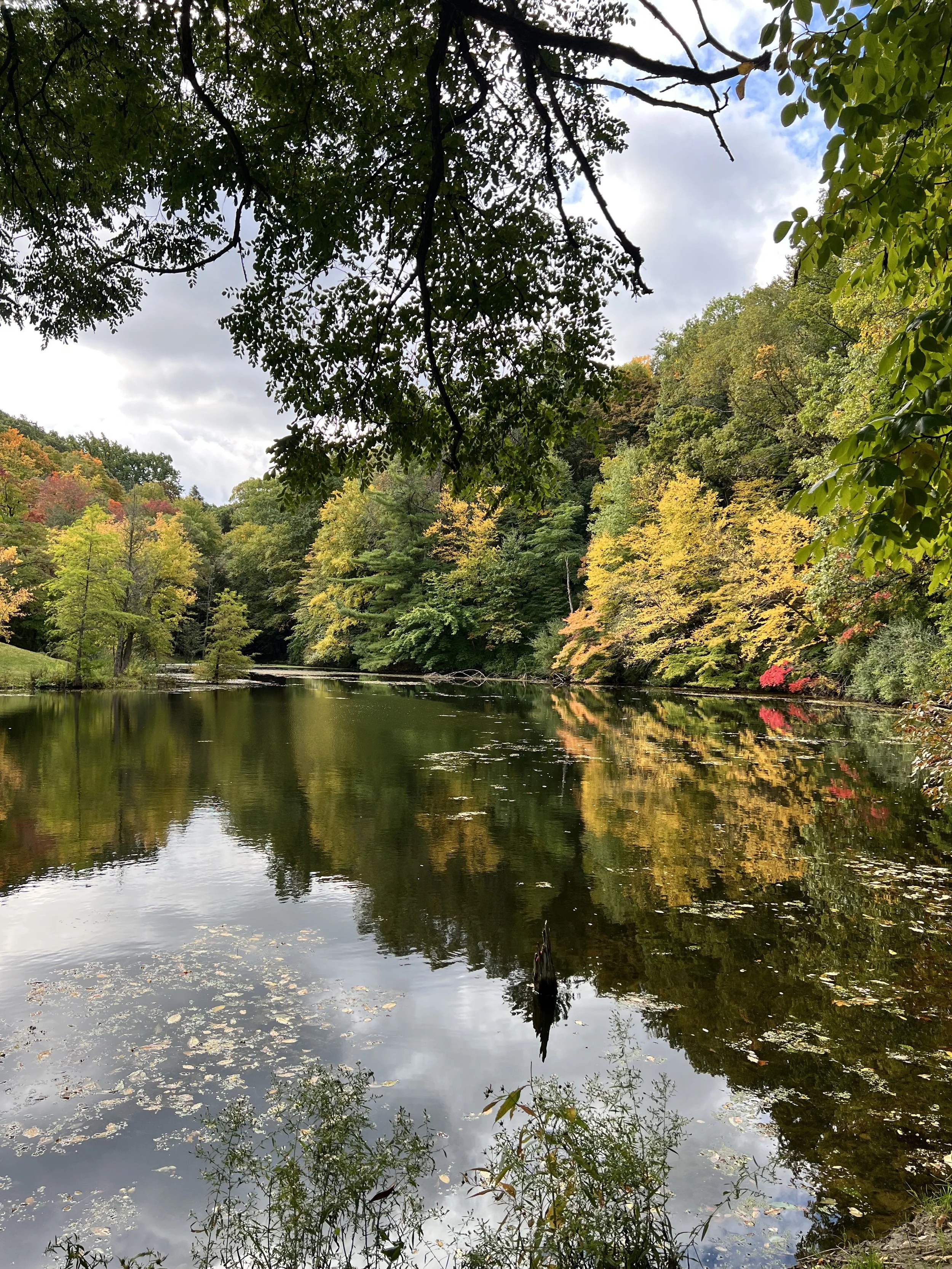 Pond.jpeg