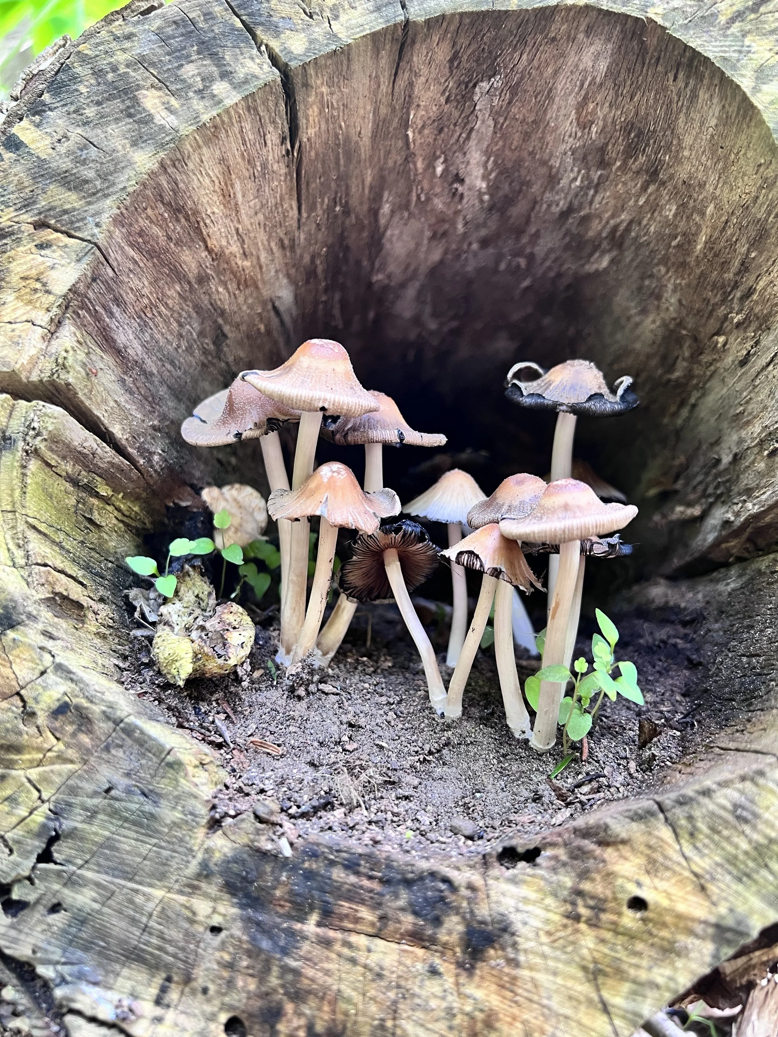 Gilled Mushrooms 3.jpg
