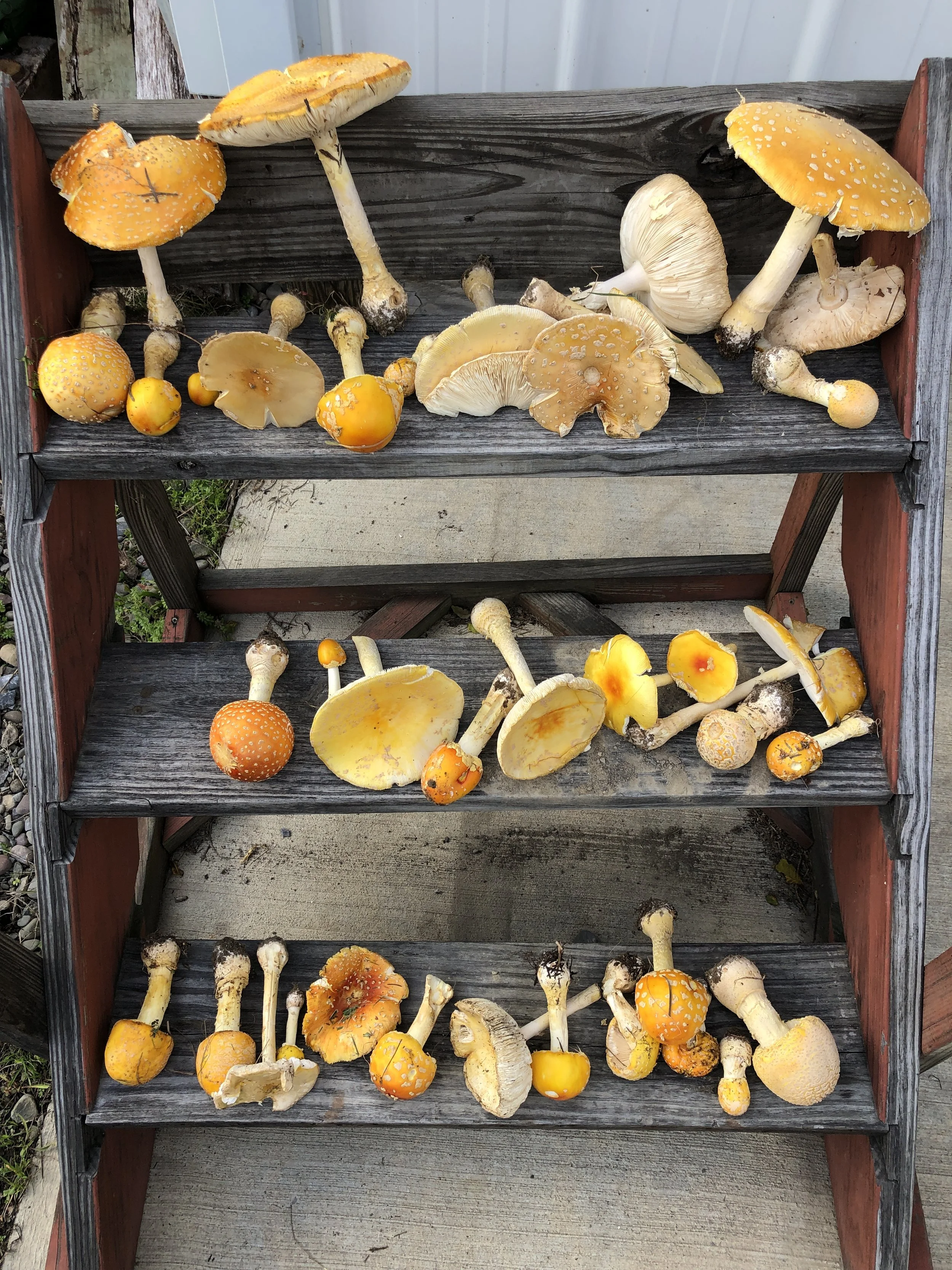 Amanita muscaria.JPG