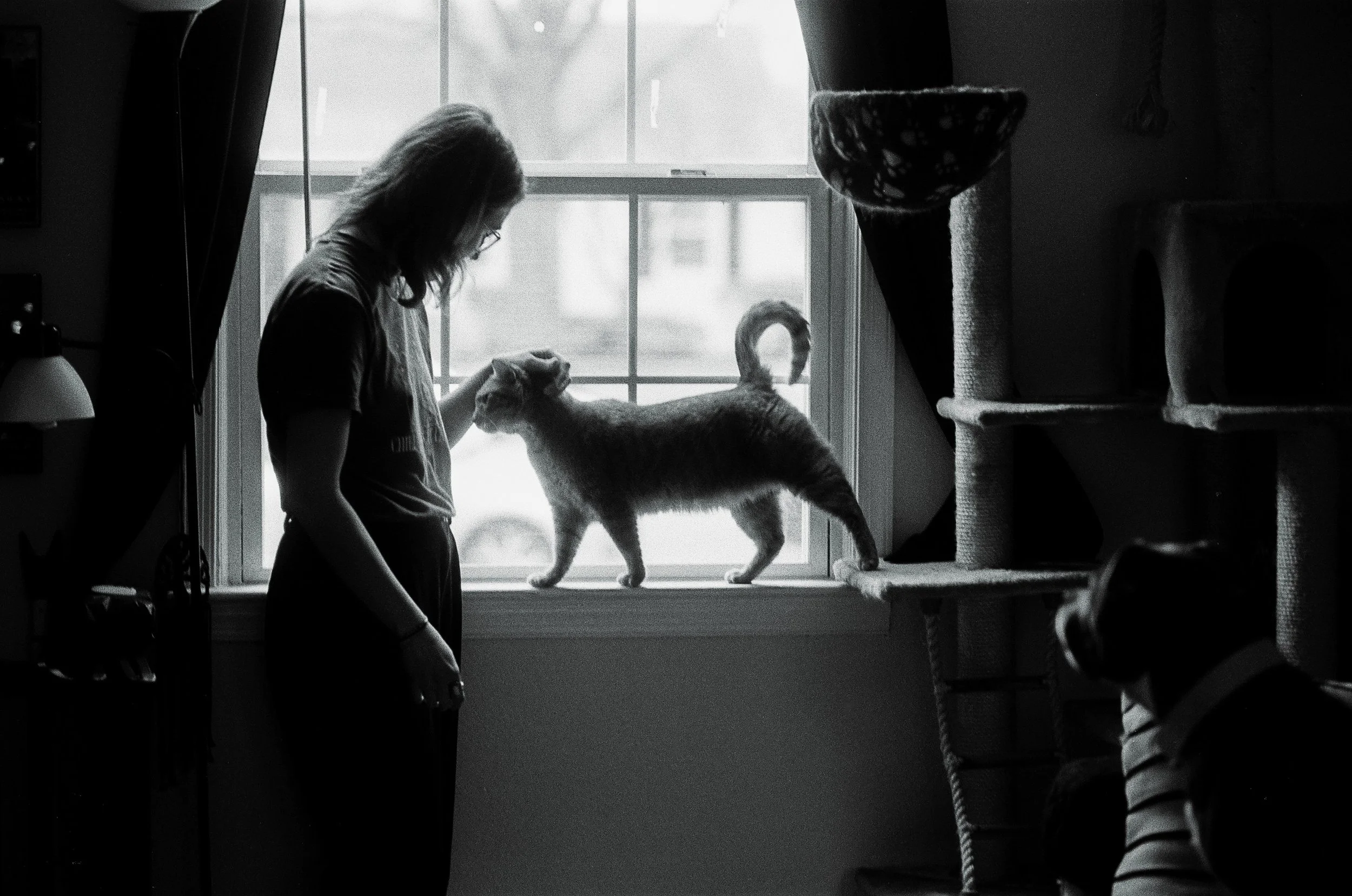 A person petting a cat on a windowsill, with another dog observing nearby, in a room with cat trees and hanging toys.