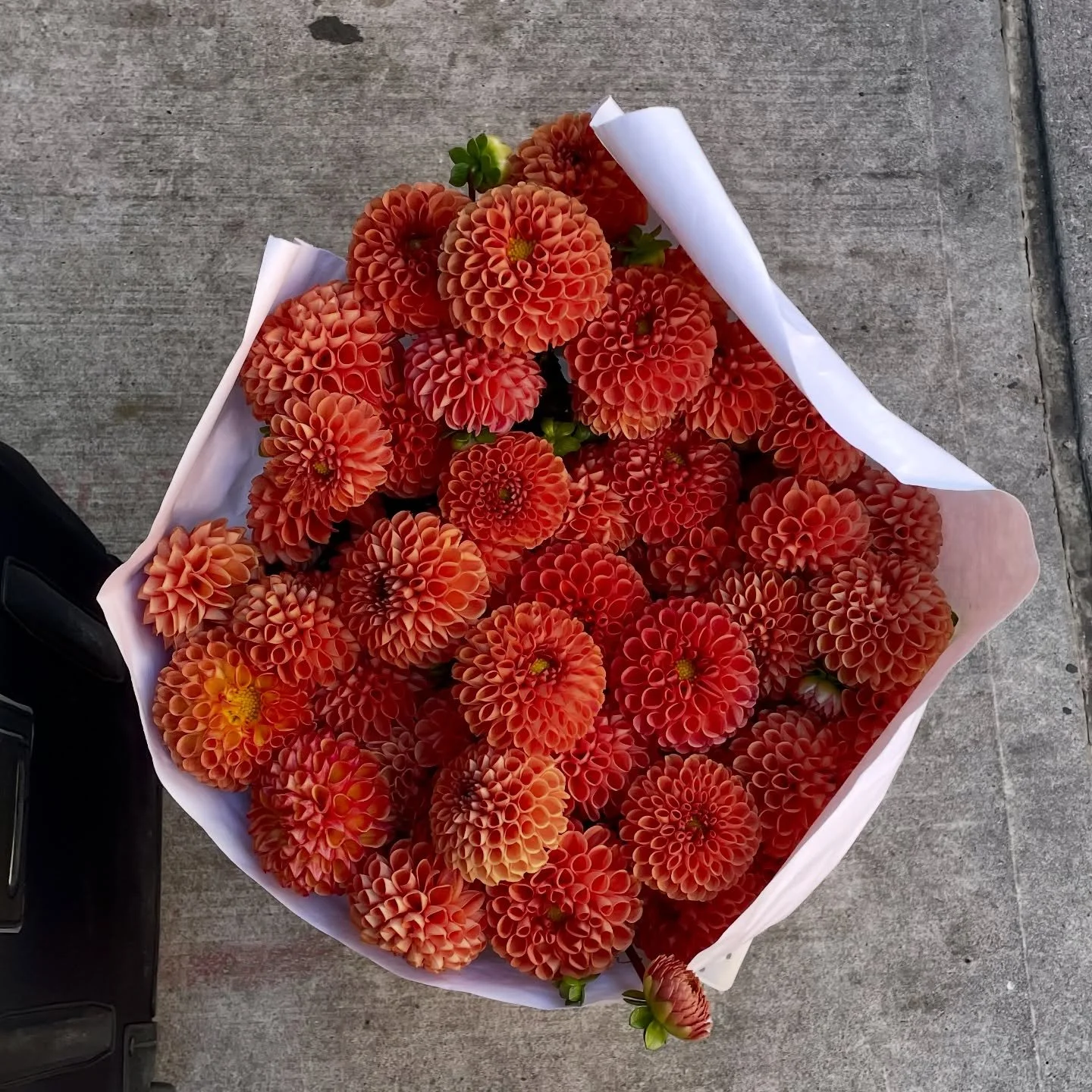 The pumpkin dahlias of my dreams?! π