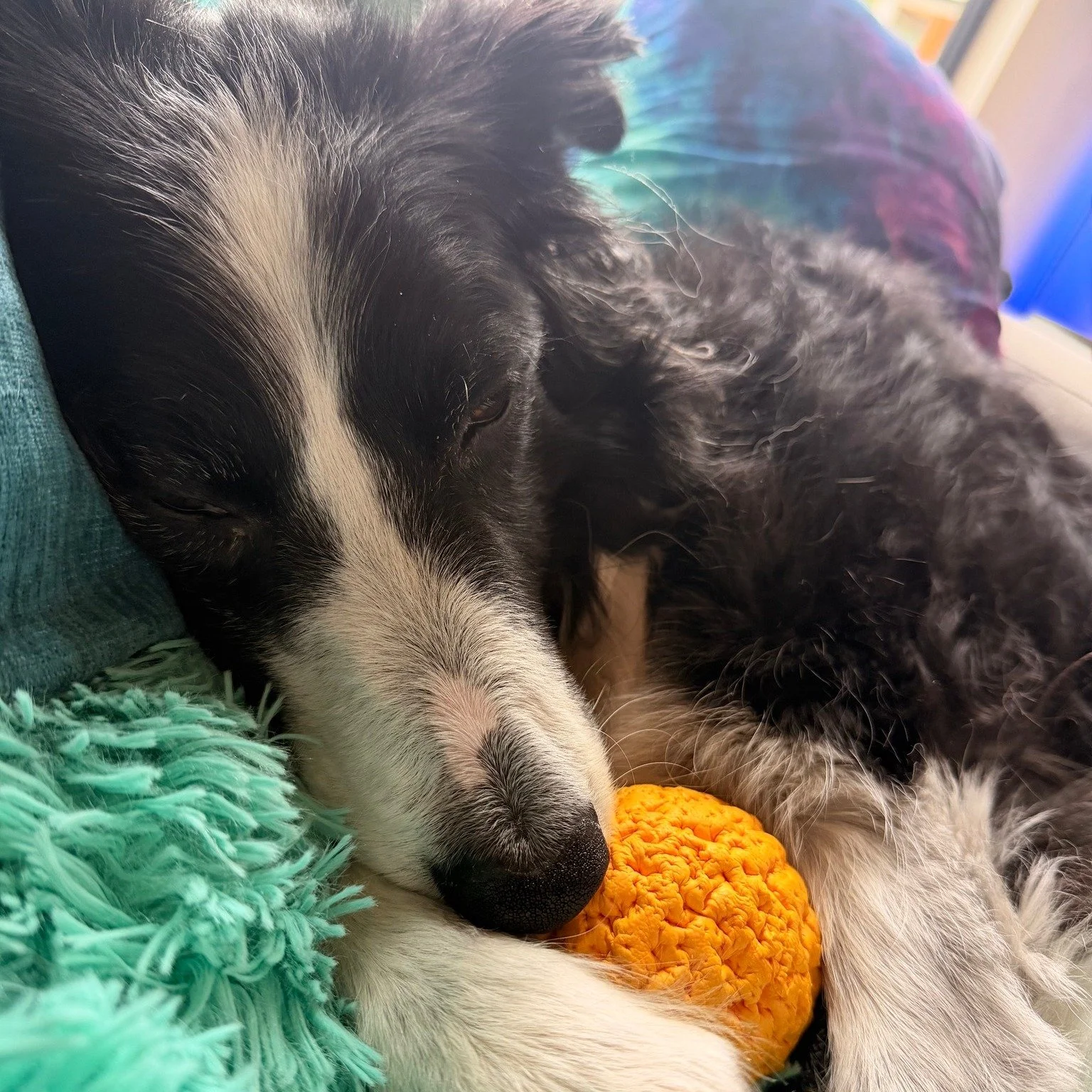 If only we could sleep like dogs do!
One of the most important, but hardest parts of your training will be quality sleep.  I go in phases, some days are amazing and others are a total struggle.  I wish our minds had switches that we could turn on and