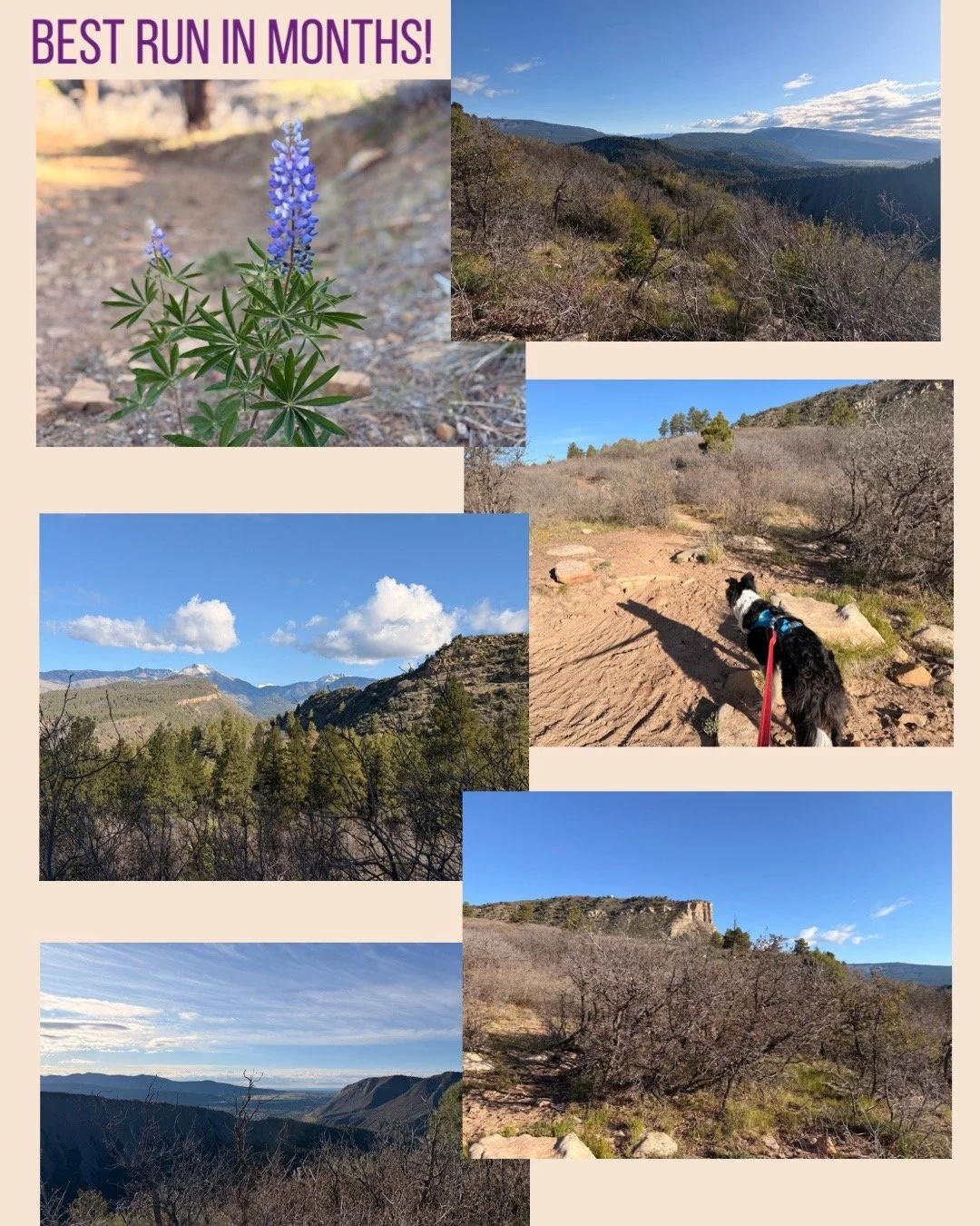 Here in town we have winter wildlife closures and the elk decide to migrate late so that meant the closed trails opened a few weeks later than planned.  Access to the high trails is limited in the winter and we really missed having them open!
Since m