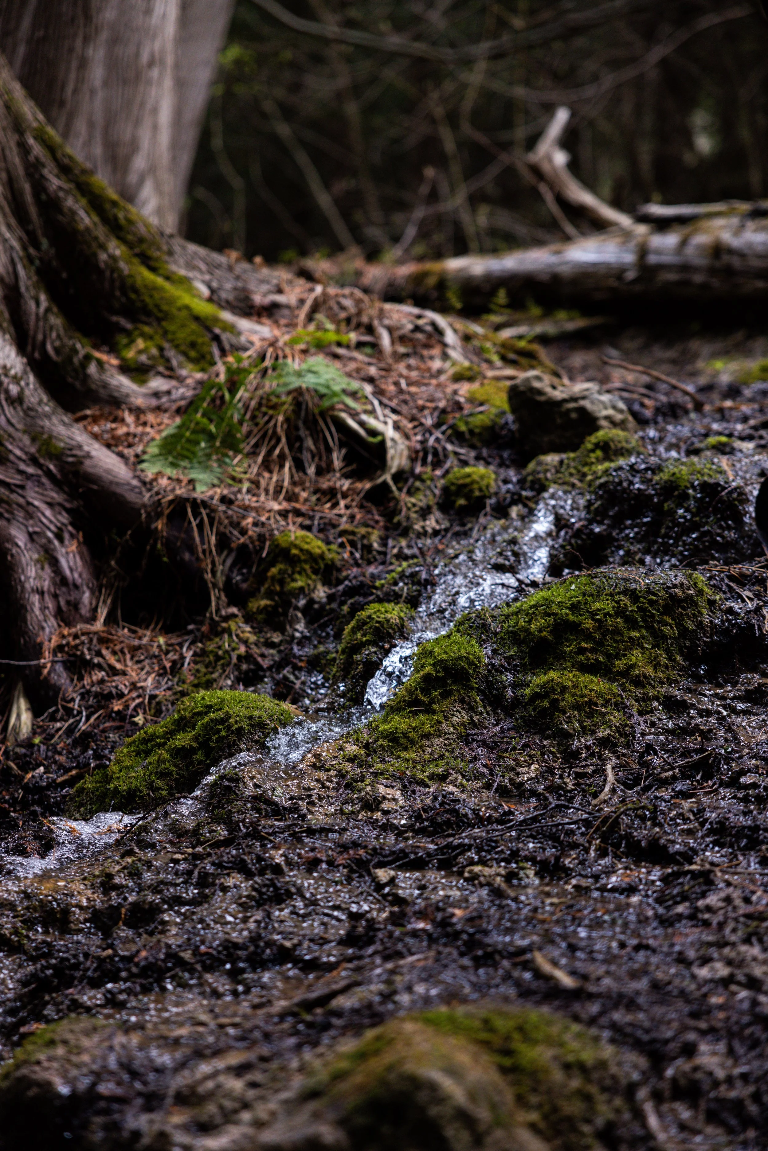A small moss-covered stream flowing through a forest, with trees and fallen branches in the background.