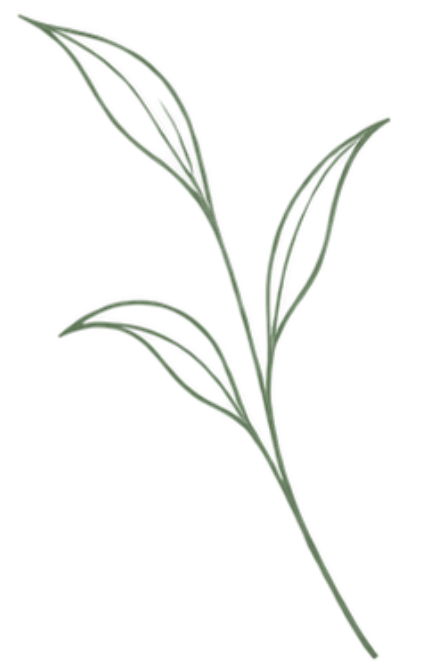 A single green sprig with elongated leaves on a black background.
