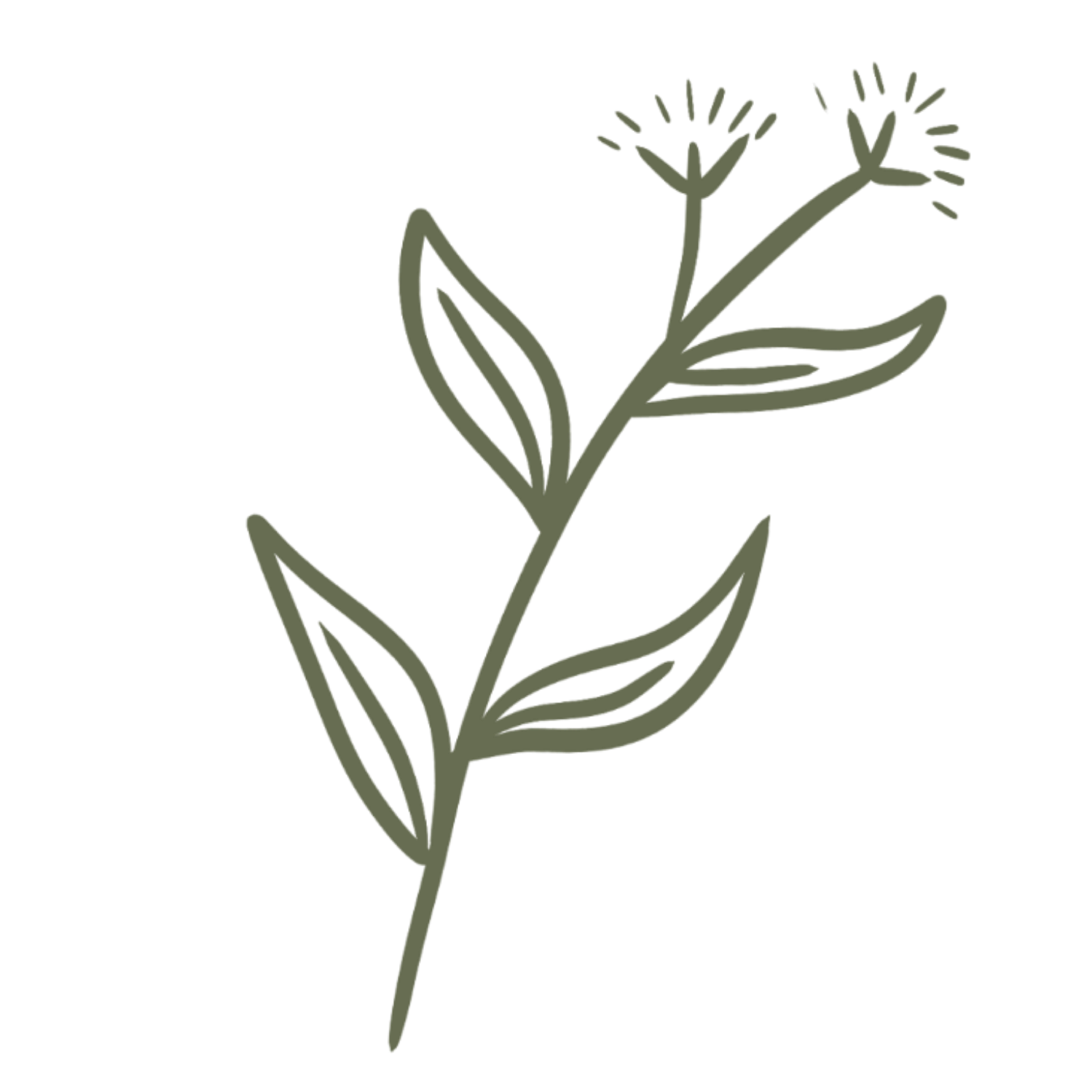 A simple, minimalistic line drawing of a sprig of herbs with leaves and small flower buds, in a muted green color.