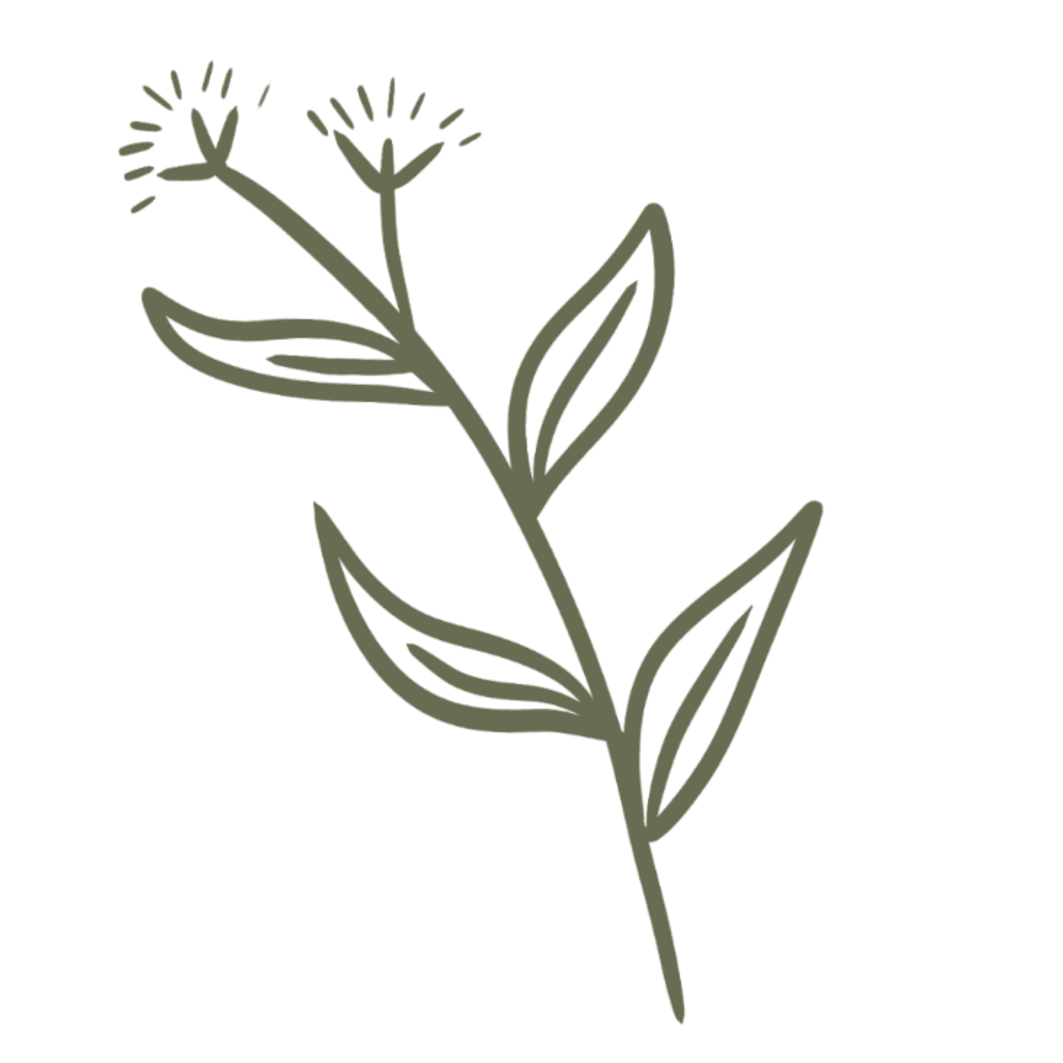 Stylized illustration of a plant with leaves and flowers, in a minimalistic, line-drawn style with greenish-gray color.