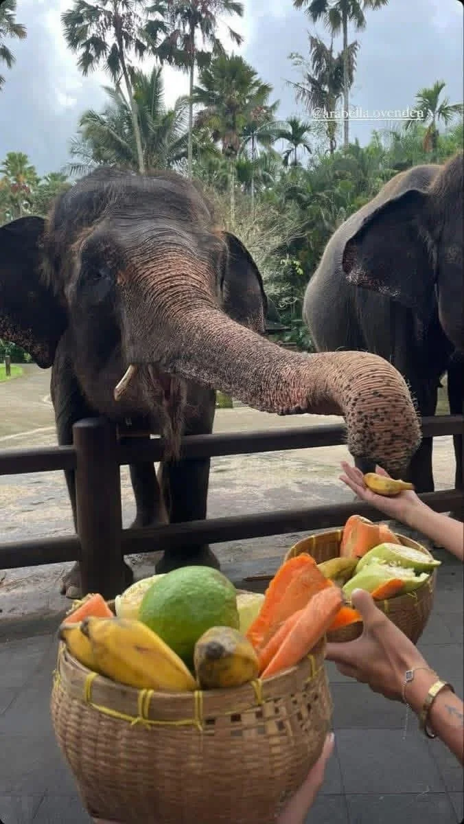 elephant.JPG