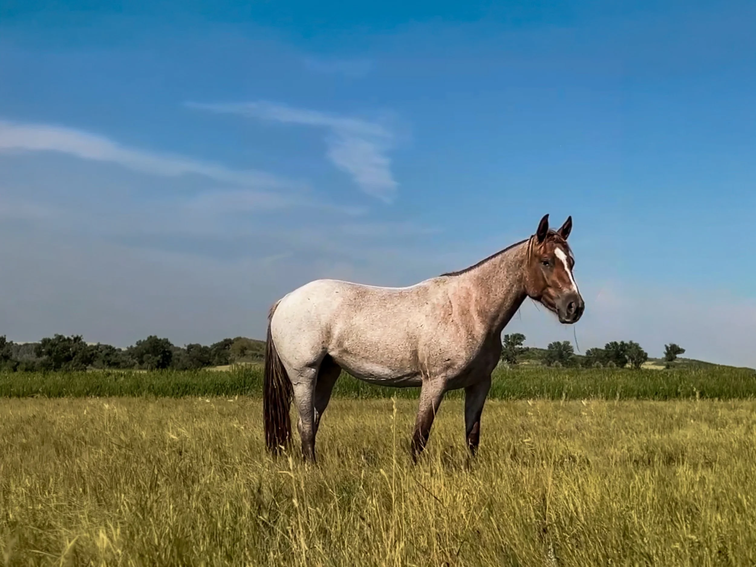 Bet Shesa Shiner | 2024 Red Roan Mare