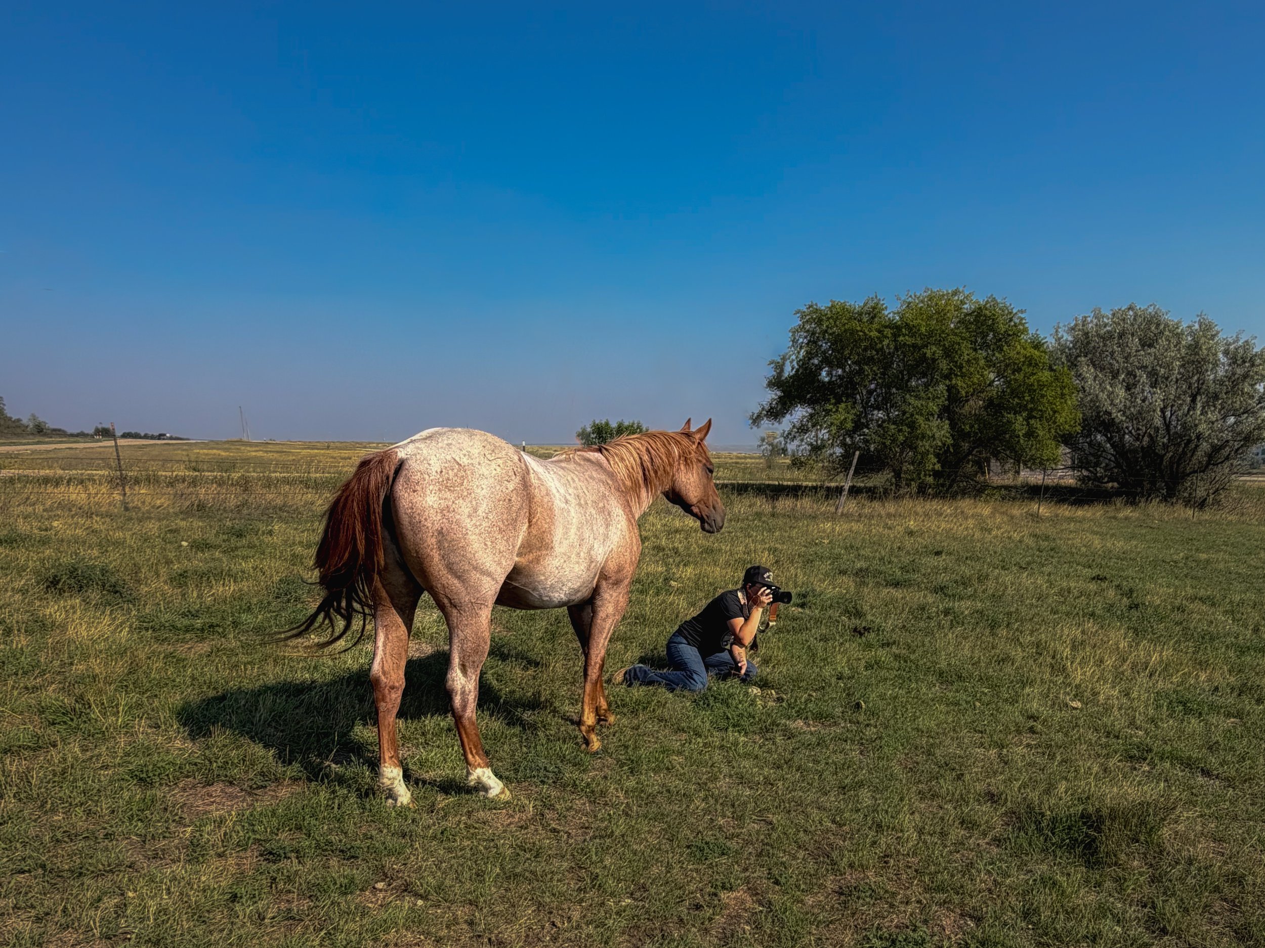 Smooth Spoonin | 2024 Red Roan Mare