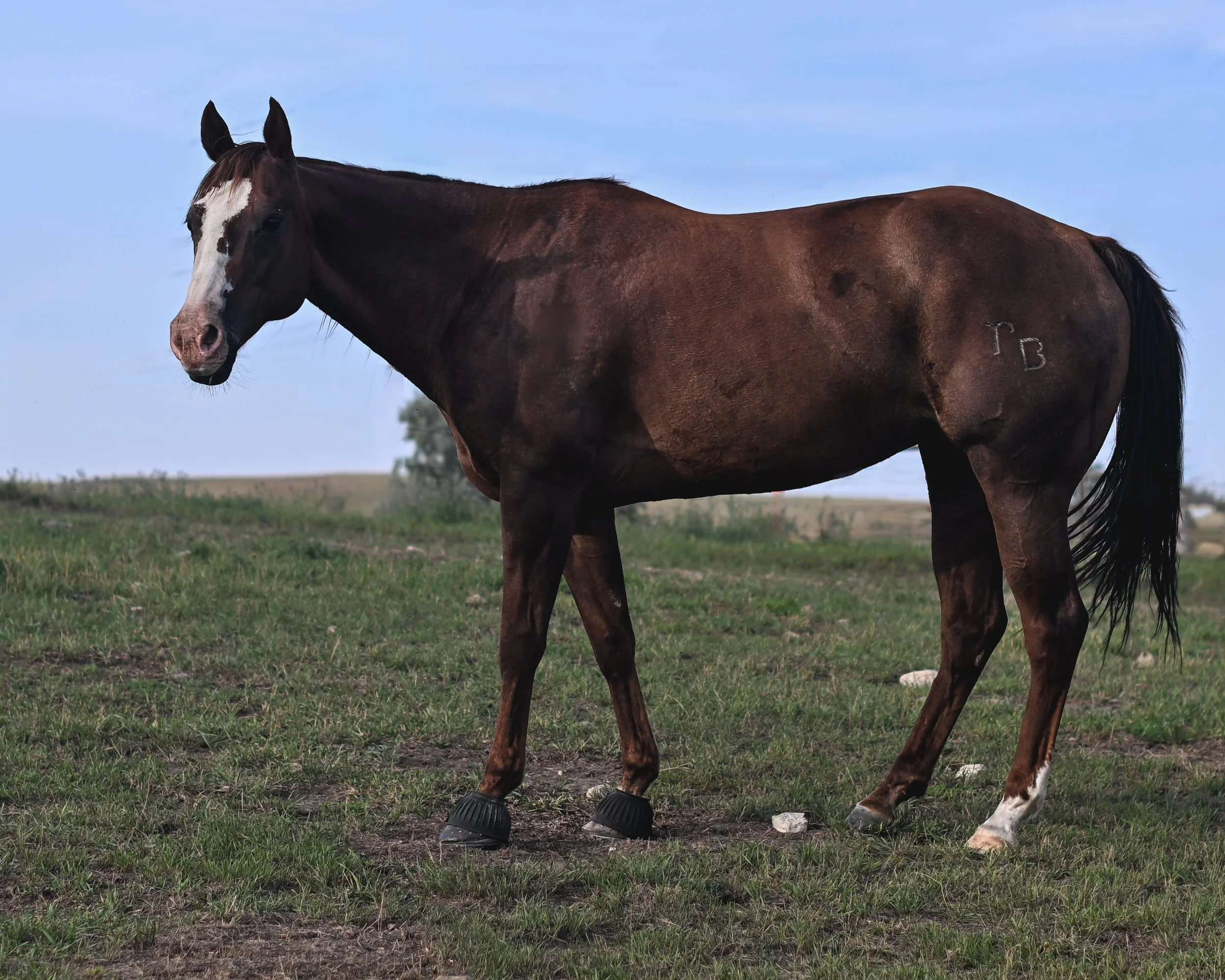 RB Smooth CD | 2011 Chestnut Mare