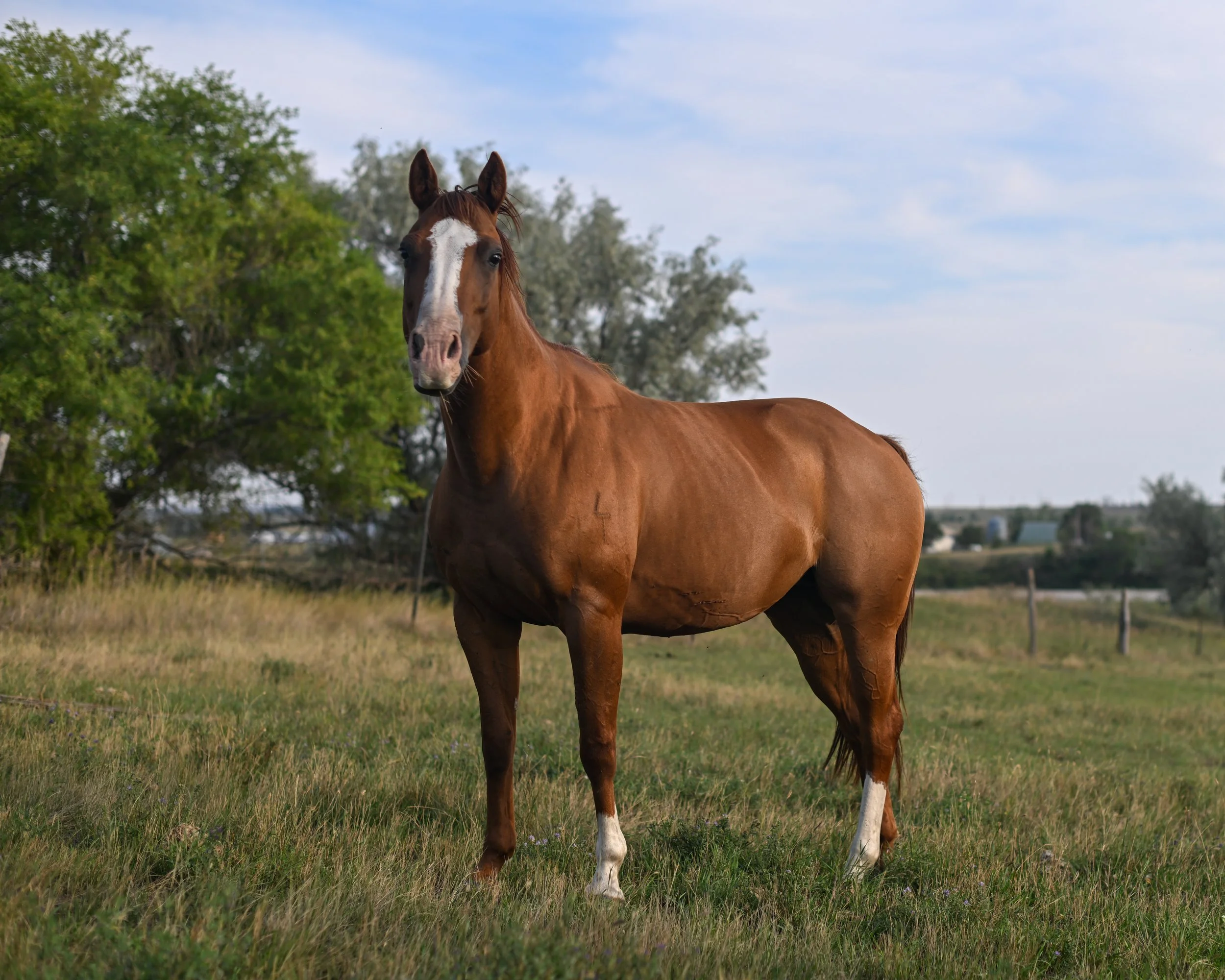 Ain't She Prety | 2018 Sorrel Mare
